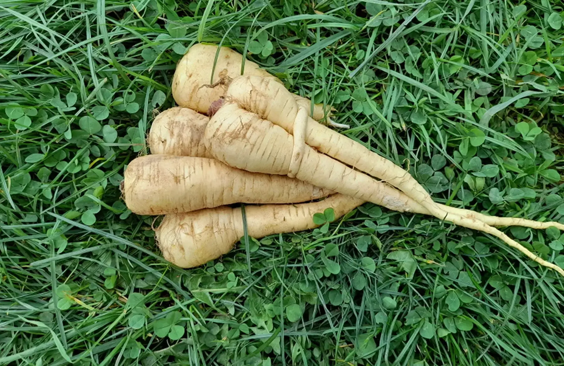 panais