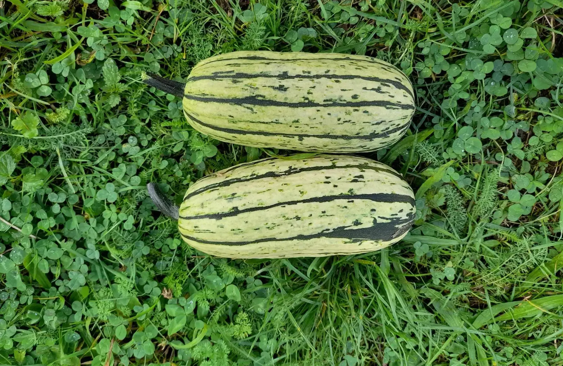 courge delicata