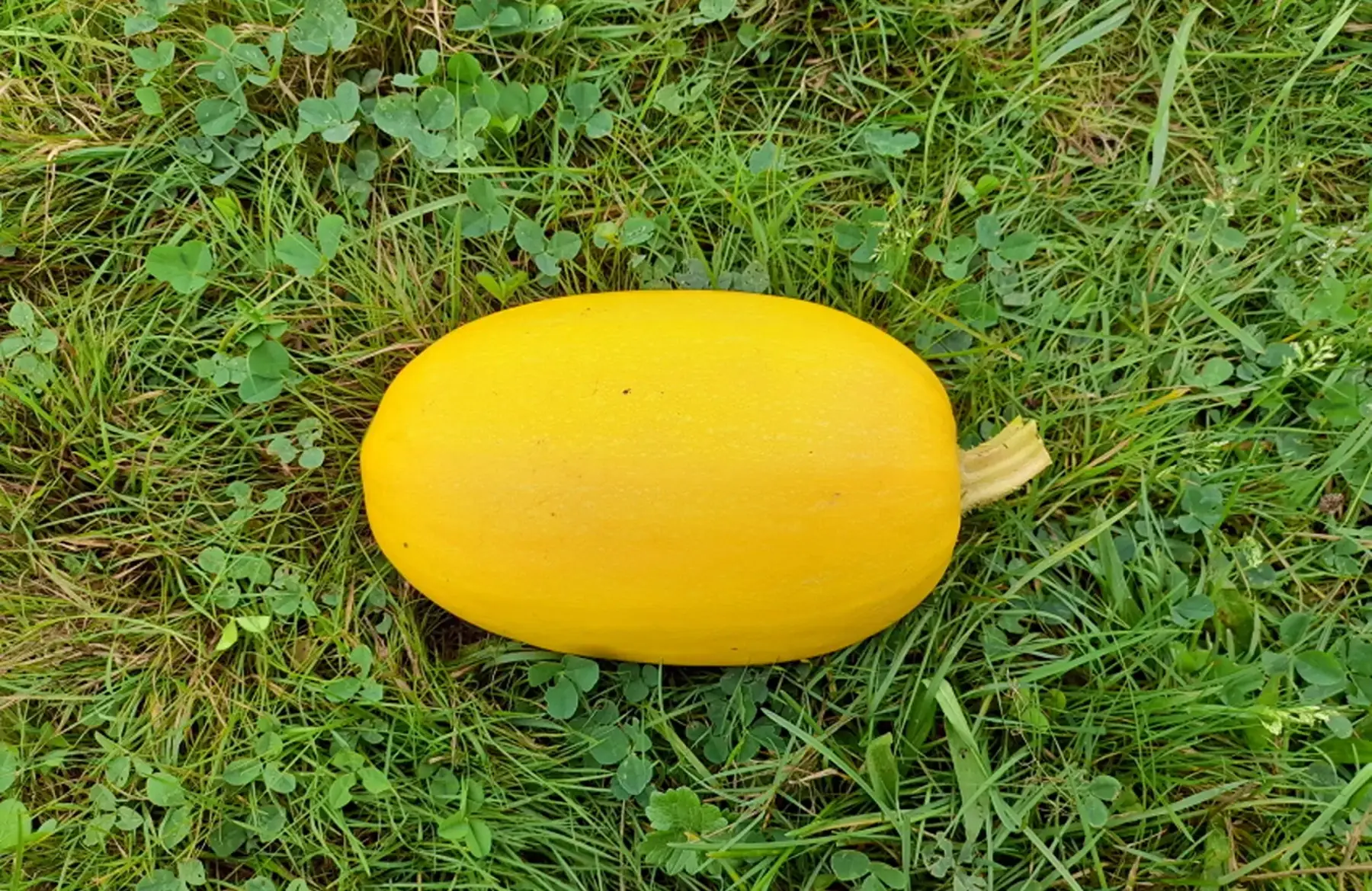 Courge Spaghetti