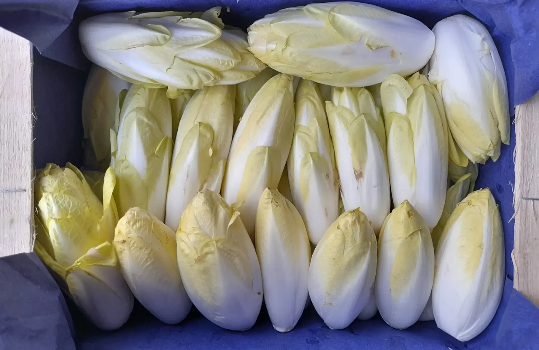 endives