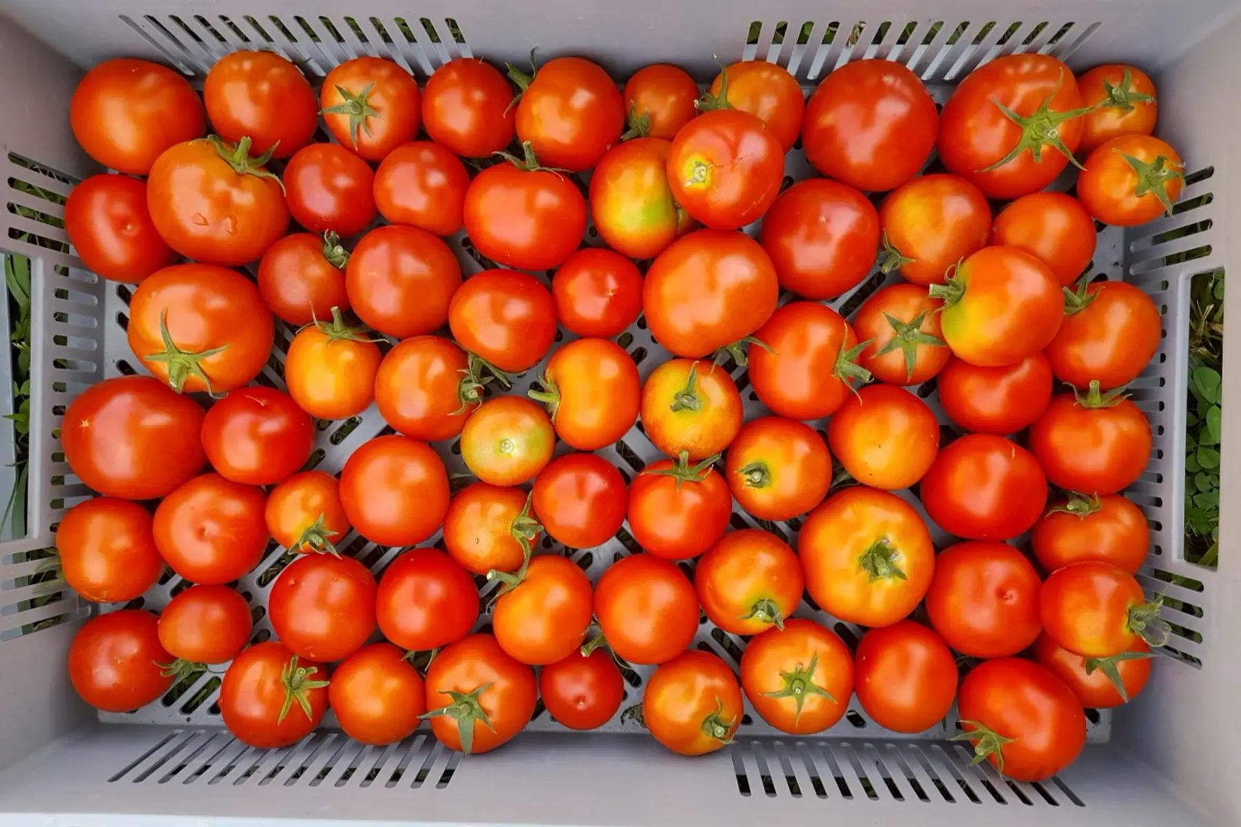 tomates rondes rouges