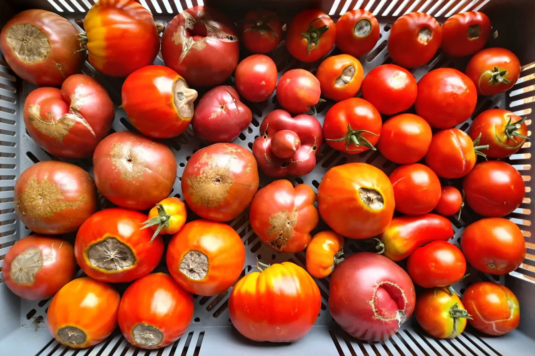tomates à coulis