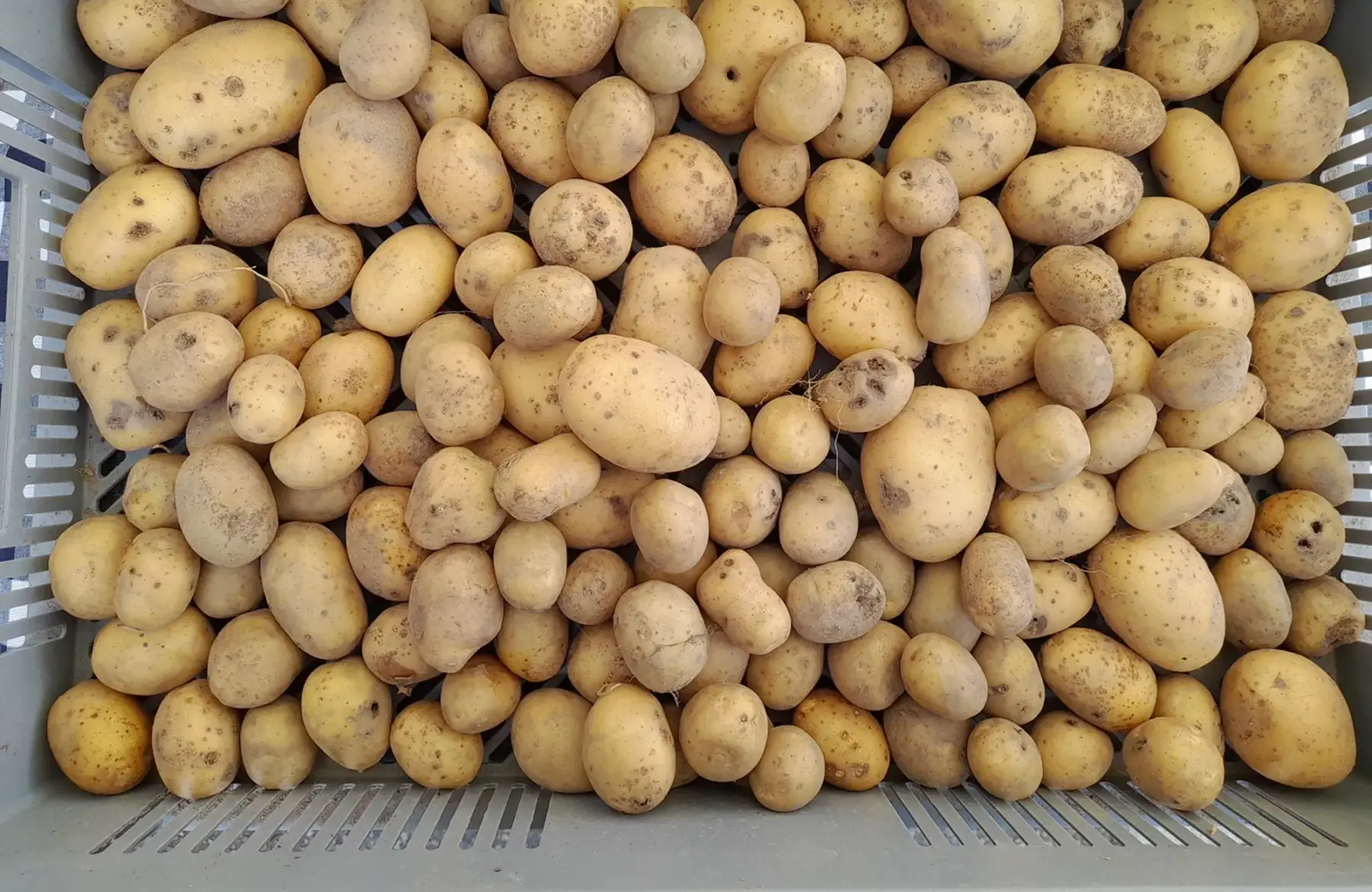 pommes de terre