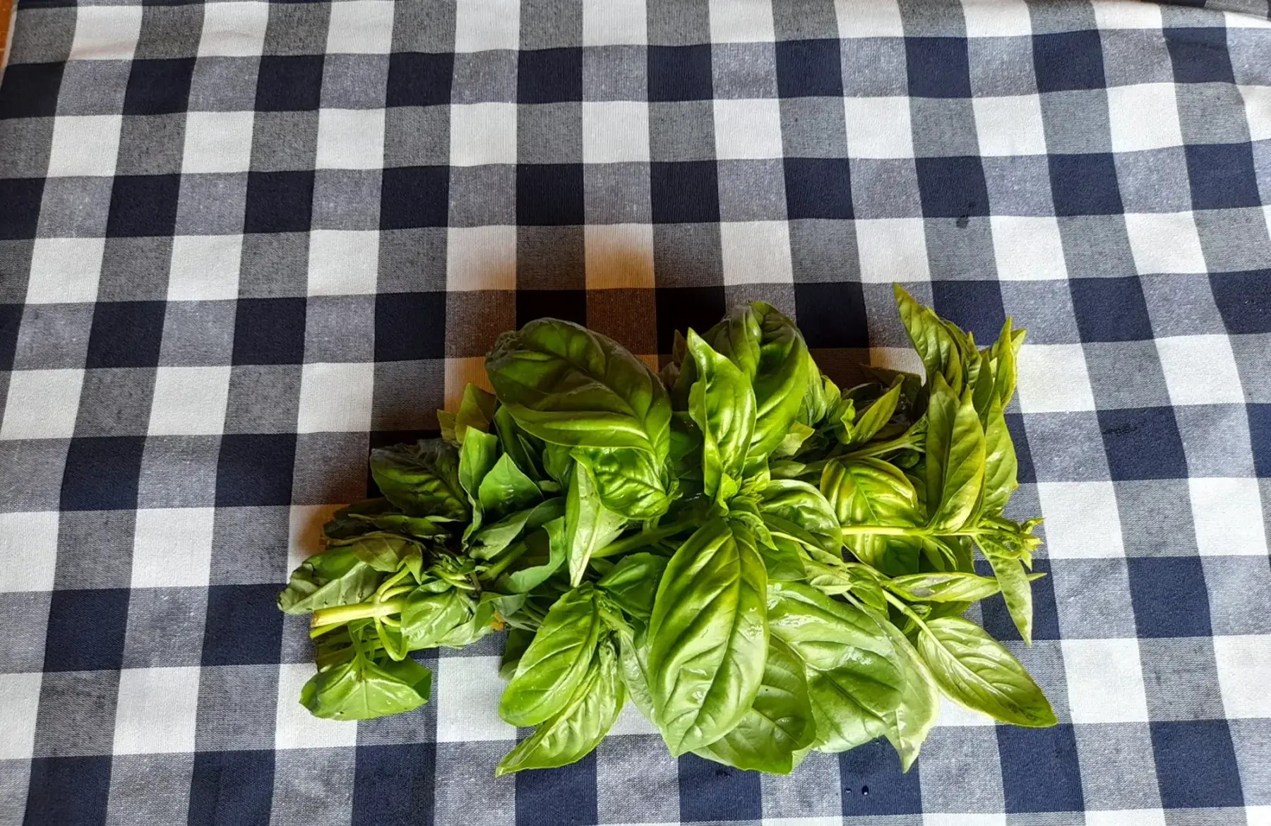 basilic