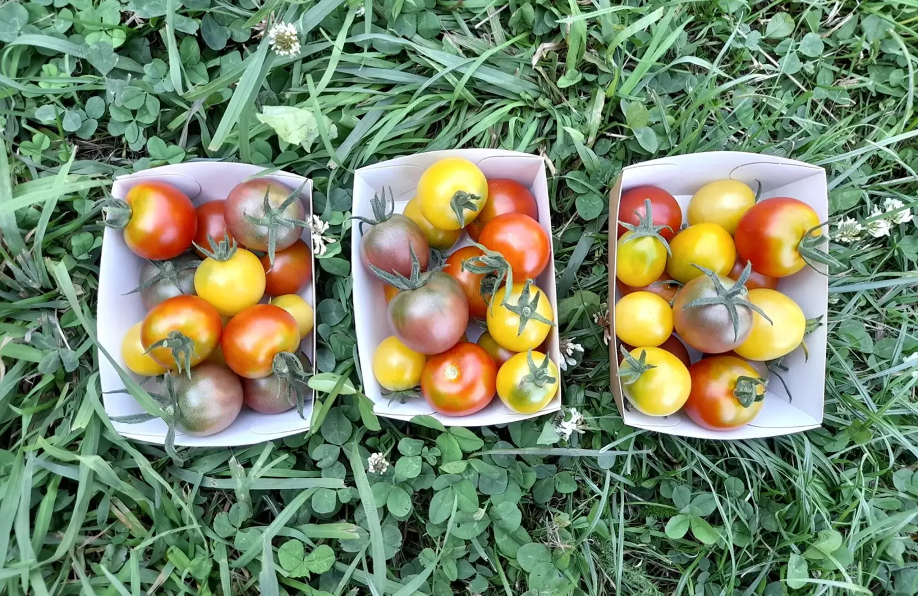 tomates cerises
