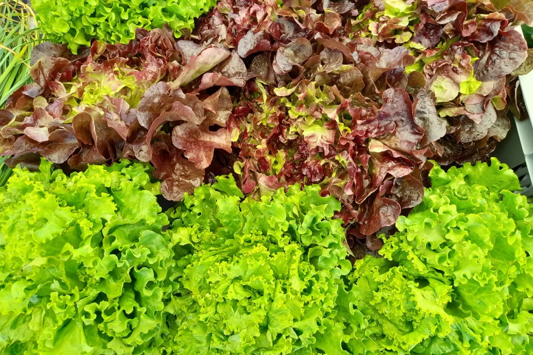 salade
