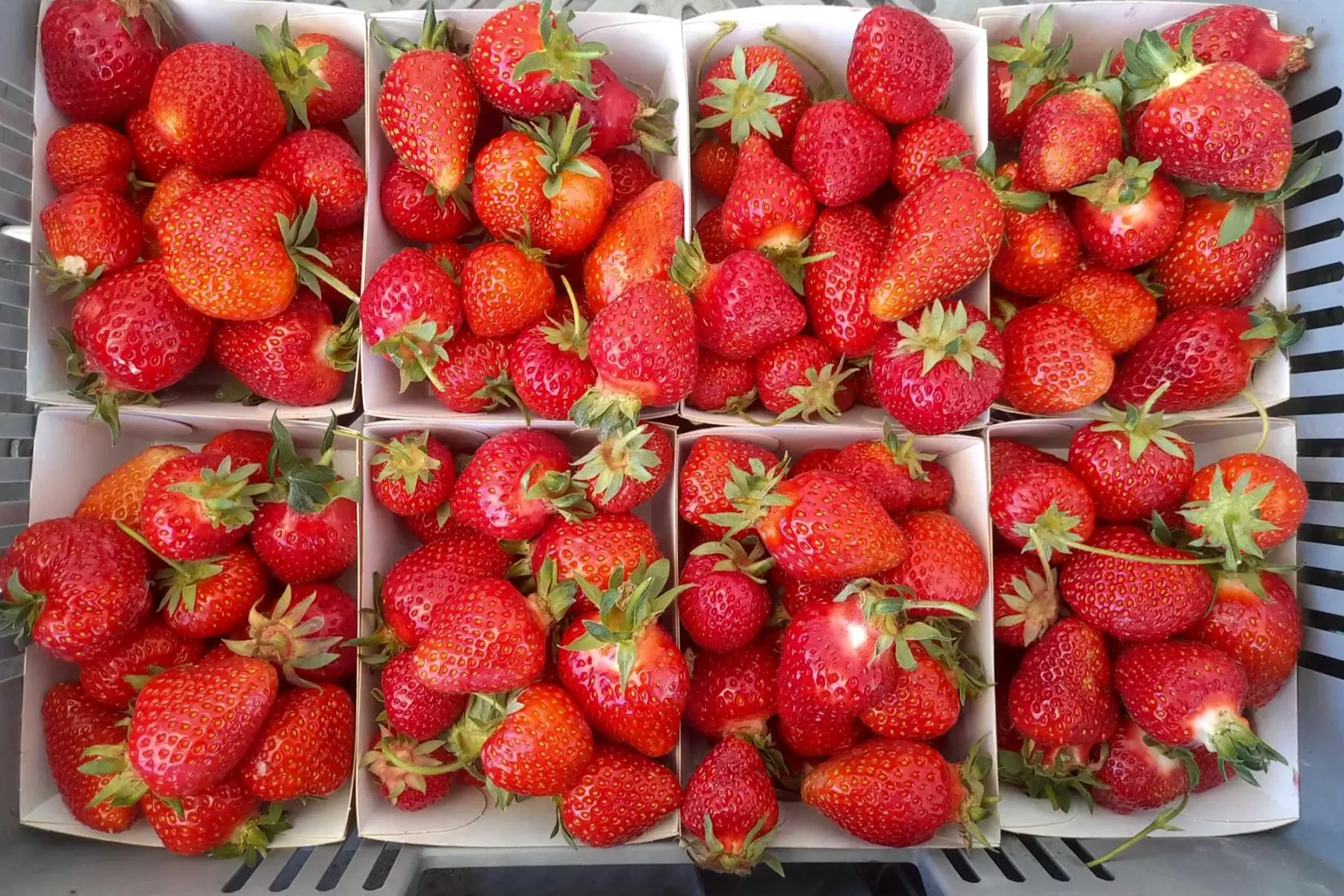 Fraises