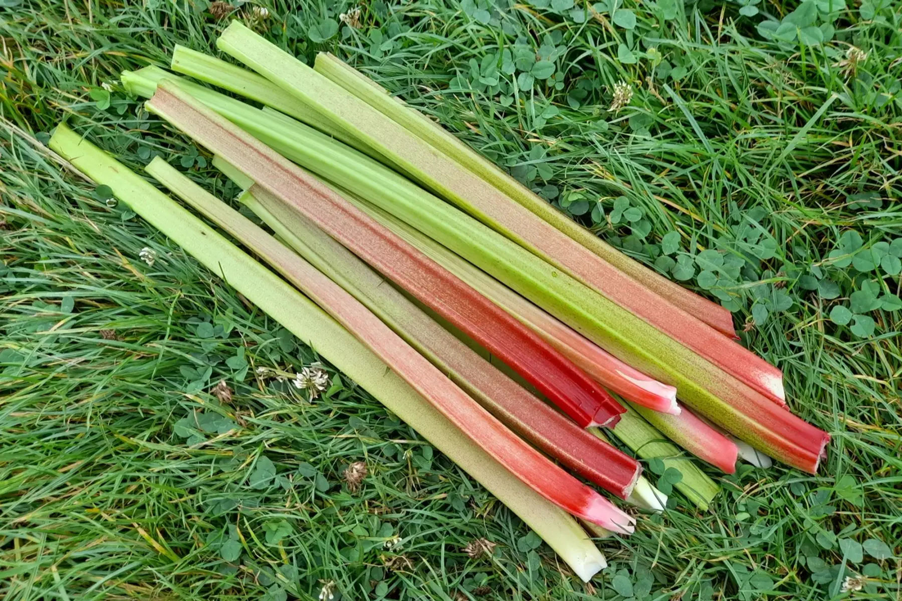 rhubarbe