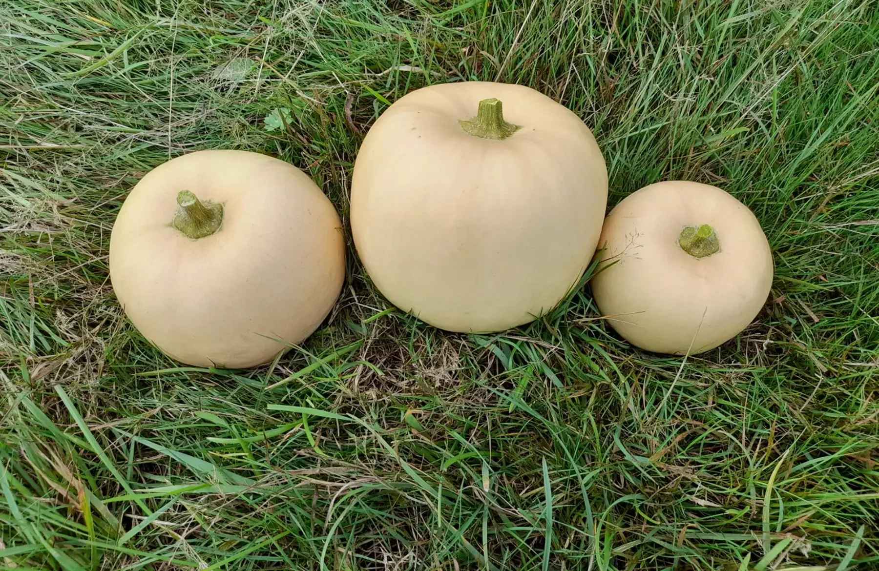 courge carat
