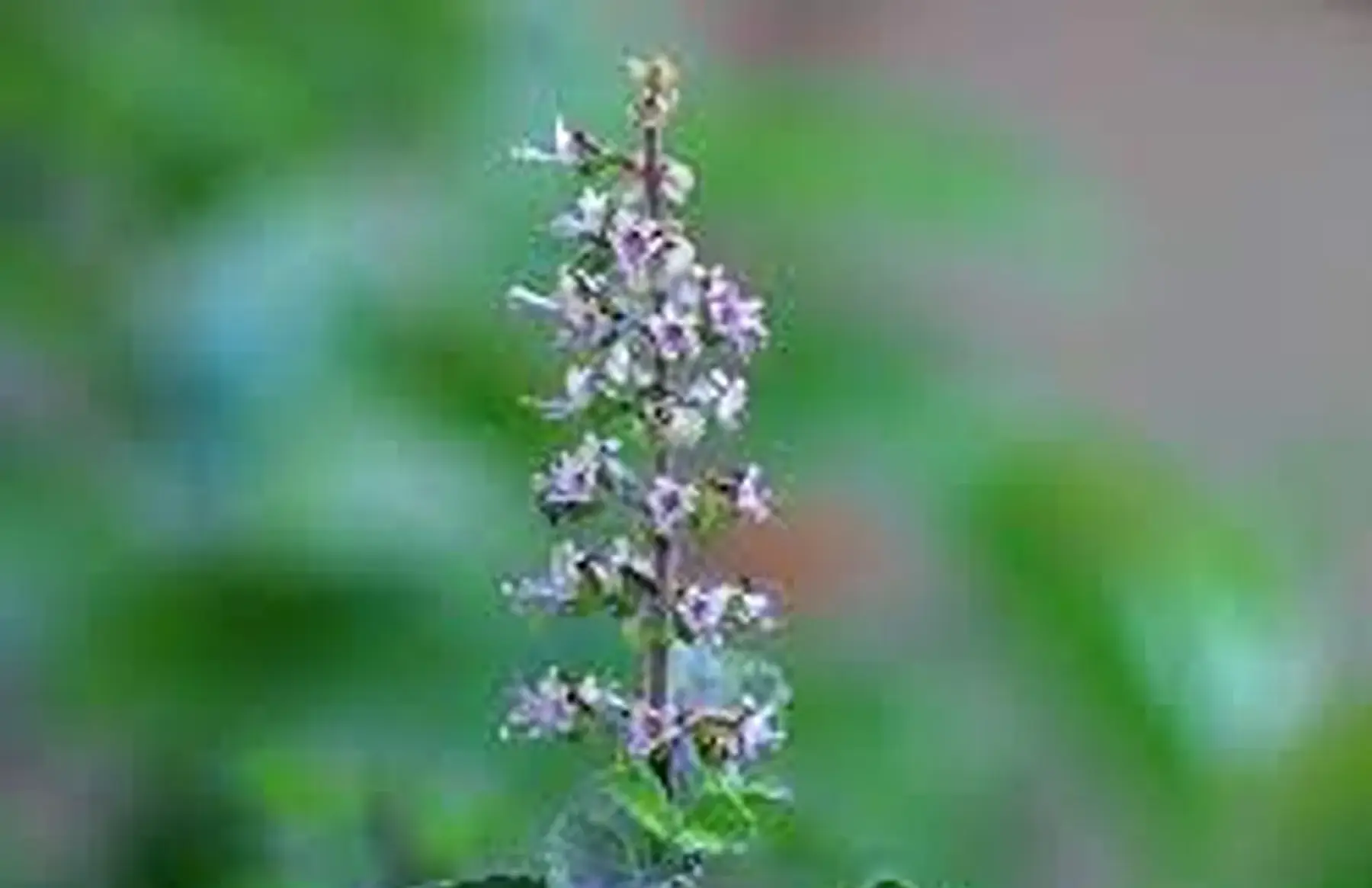tulsi (ou basilic sacré)