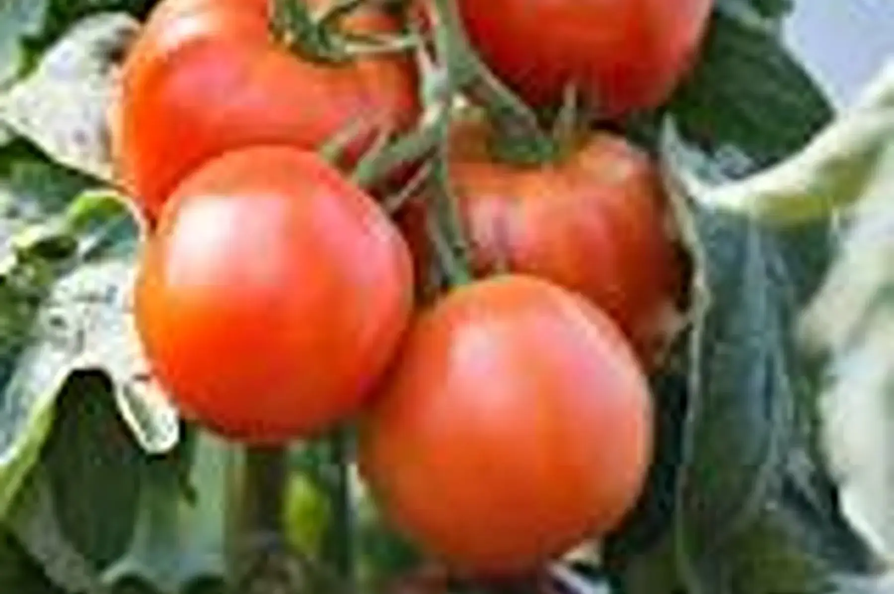 plant de tomate saint pierre bio