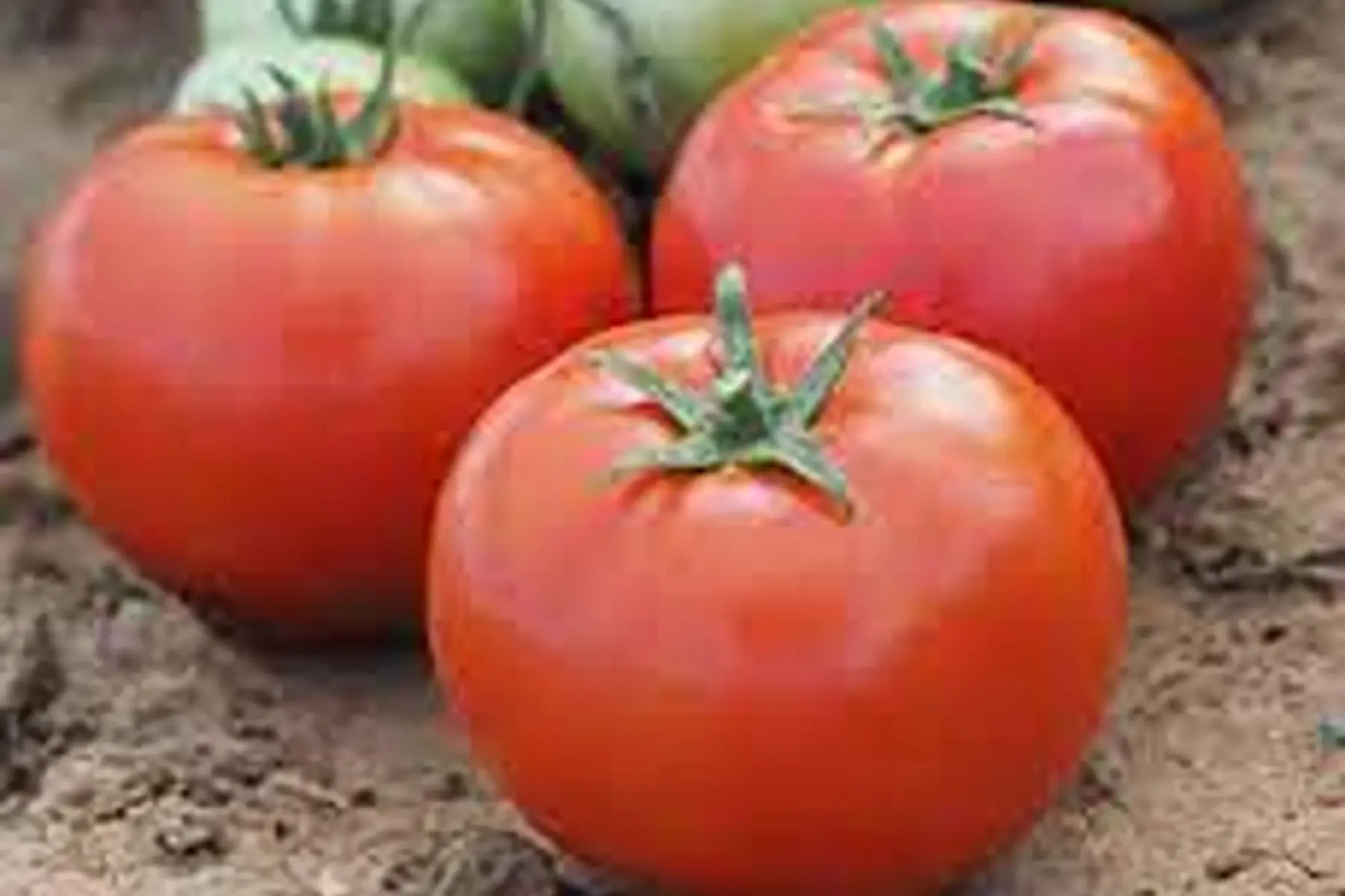 plant de tomate bravence bio