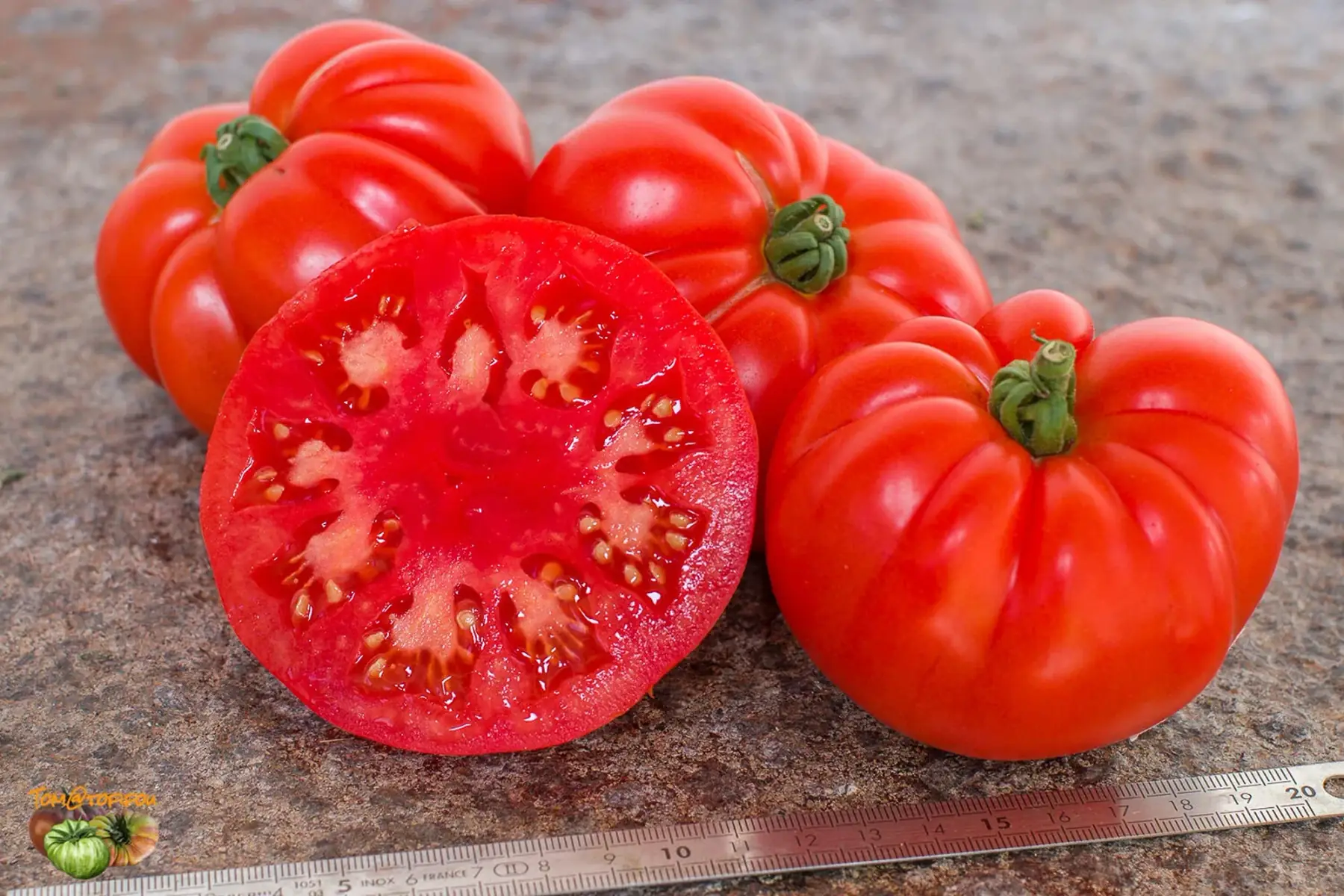 plant de tomate super marmande bio