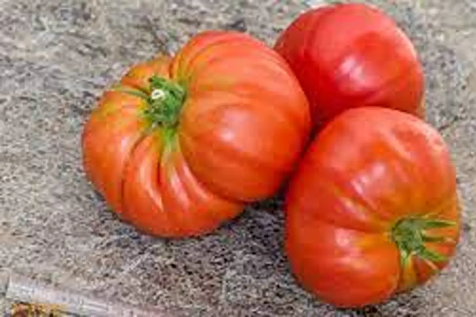plant de tomate coeur de boeuf de jerusalem bio