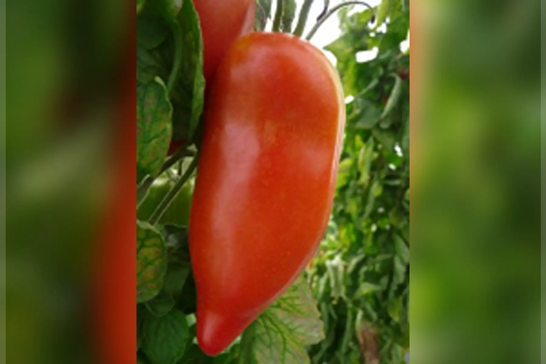 plant de tomate andine des fontanelle bio