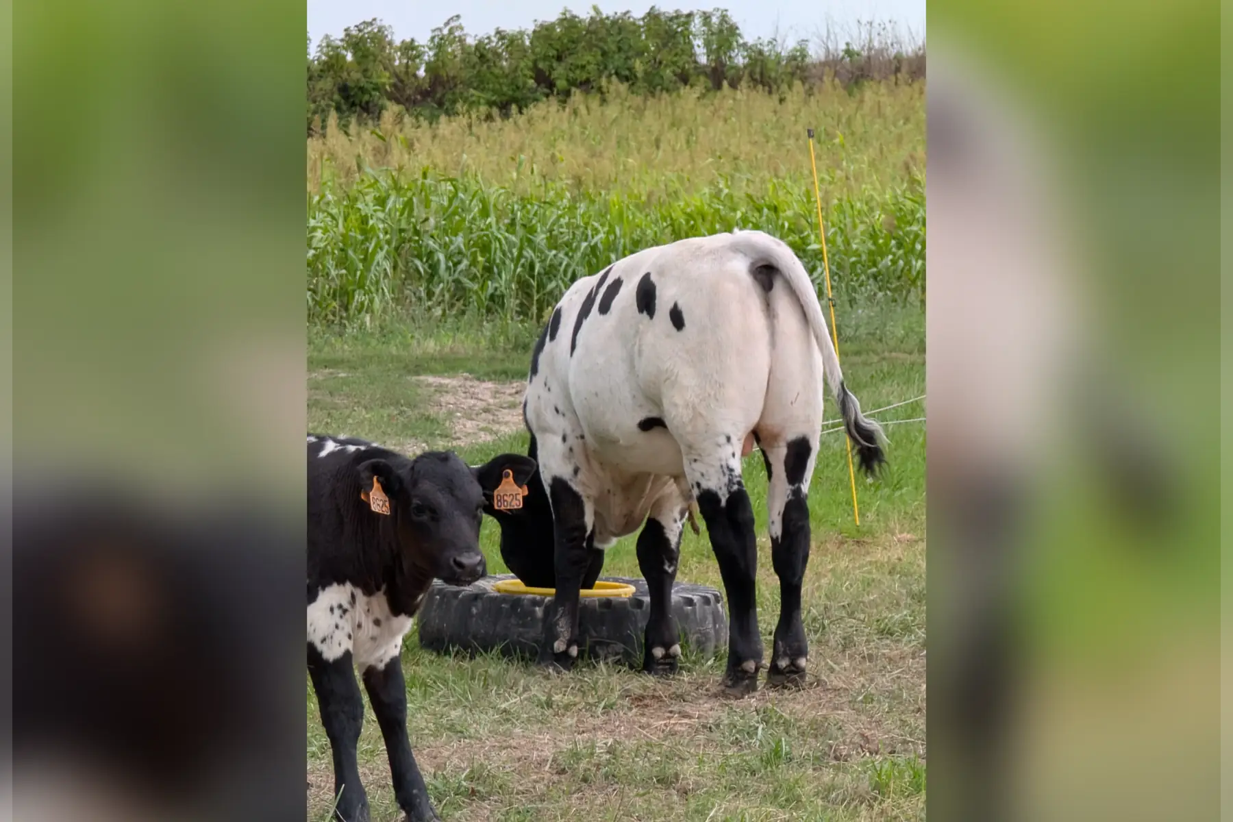 Colis de veau rosé bio (bientôt disponible)