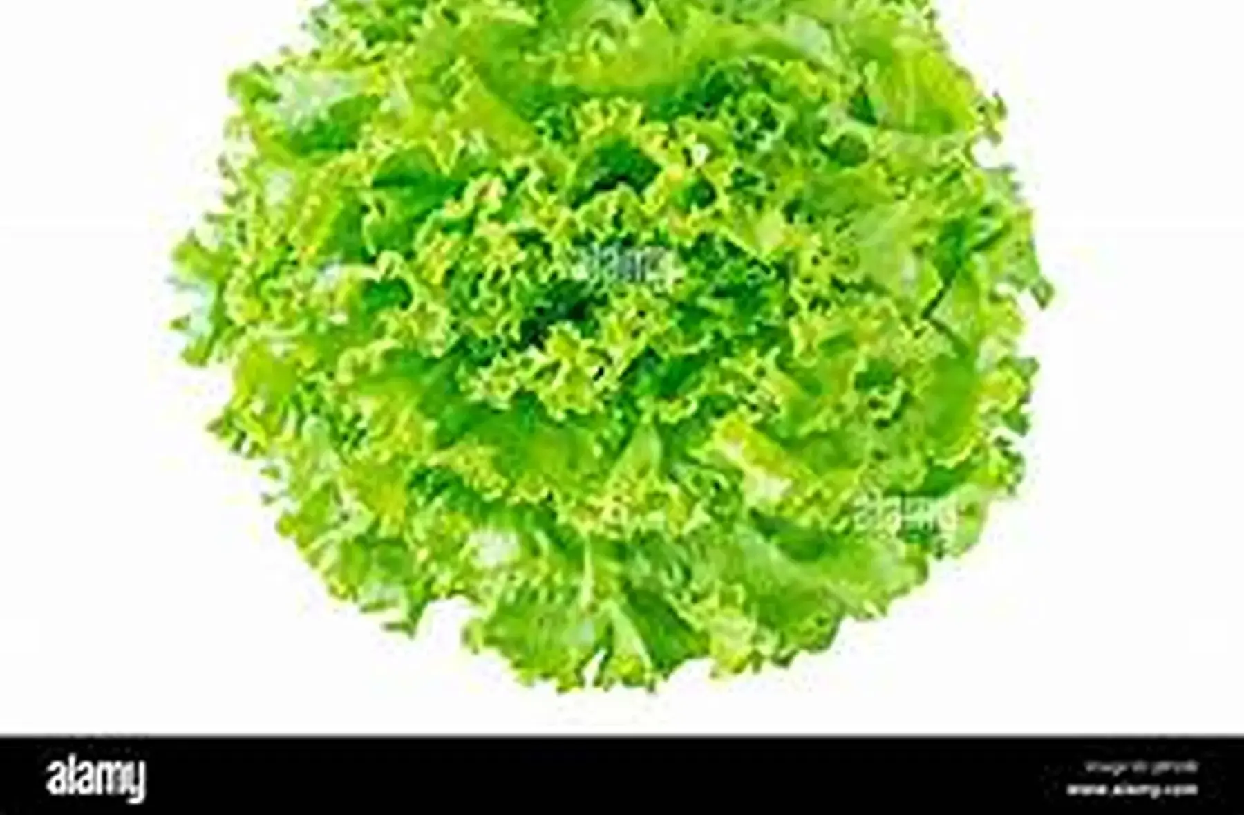 Salade batavia