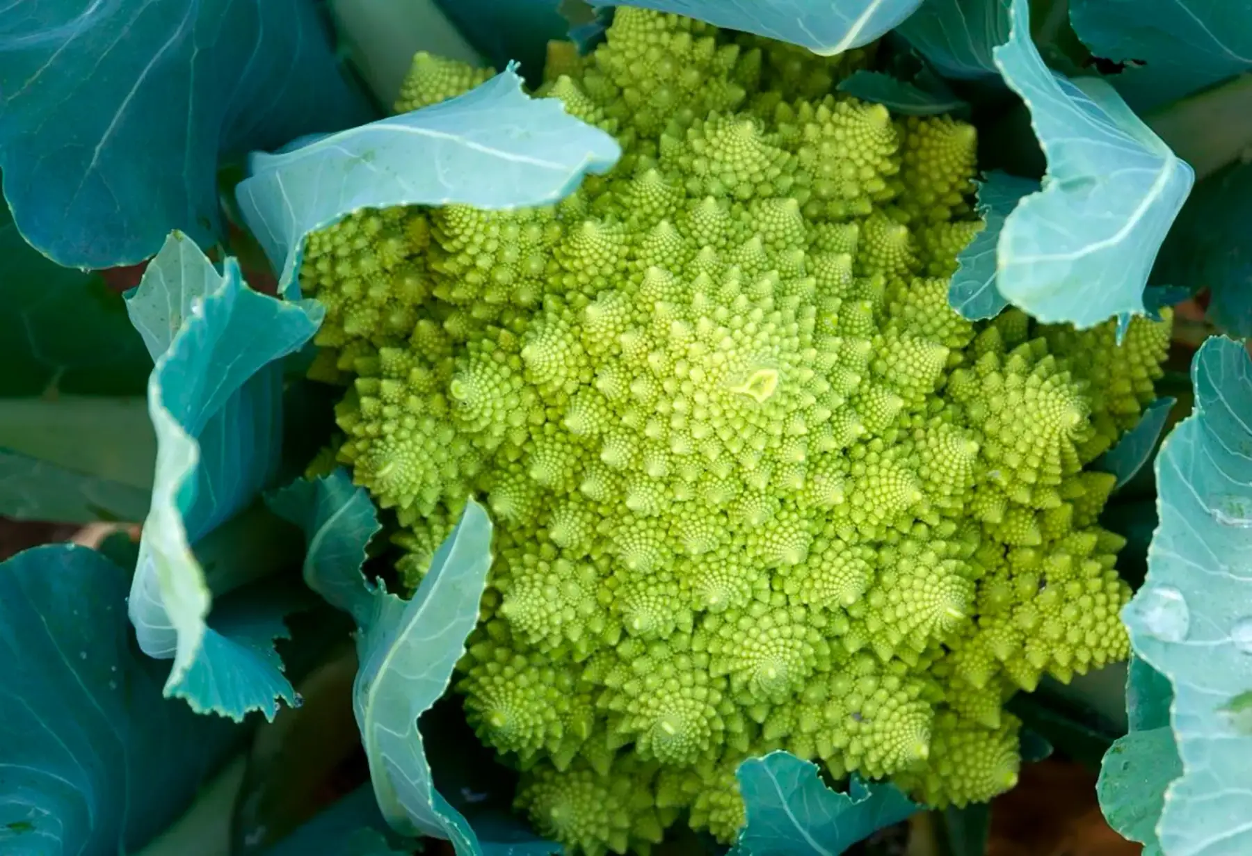 chou romanesco