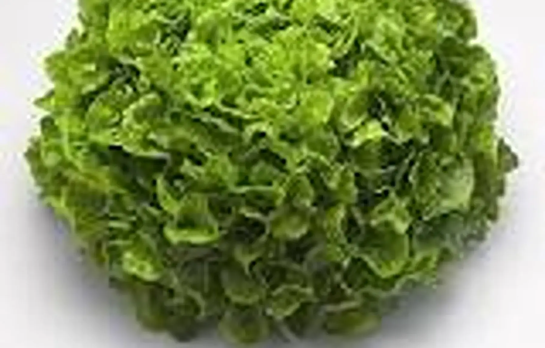Salade Feuille de chene