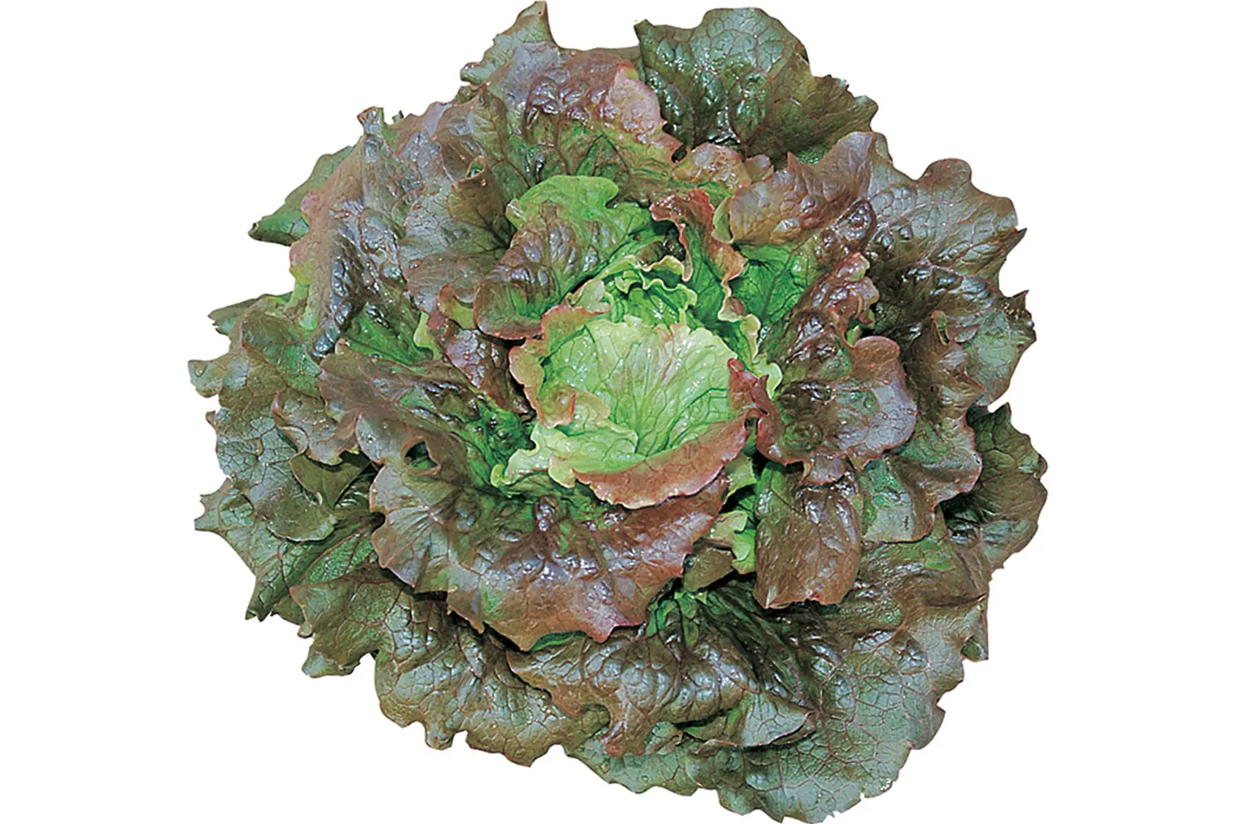 Salade Grenobloise