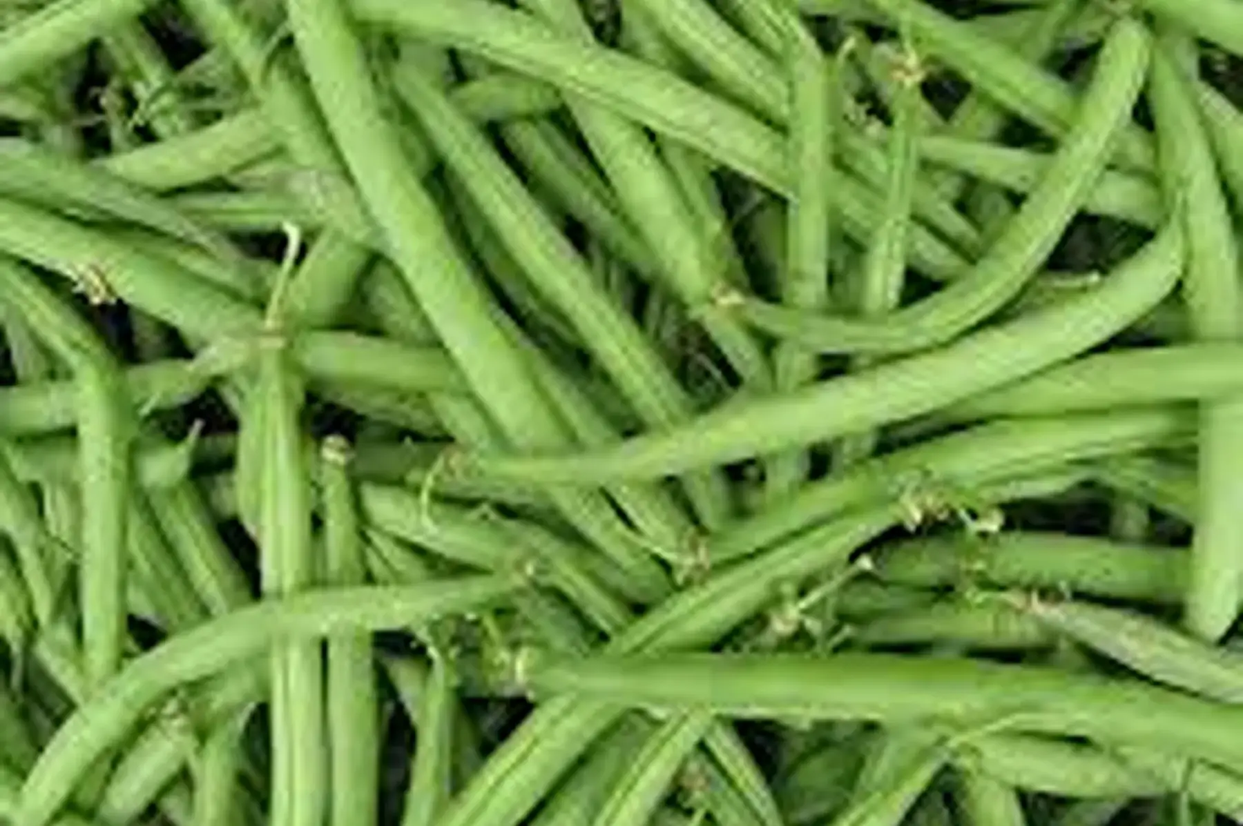 Haricots verts 500g