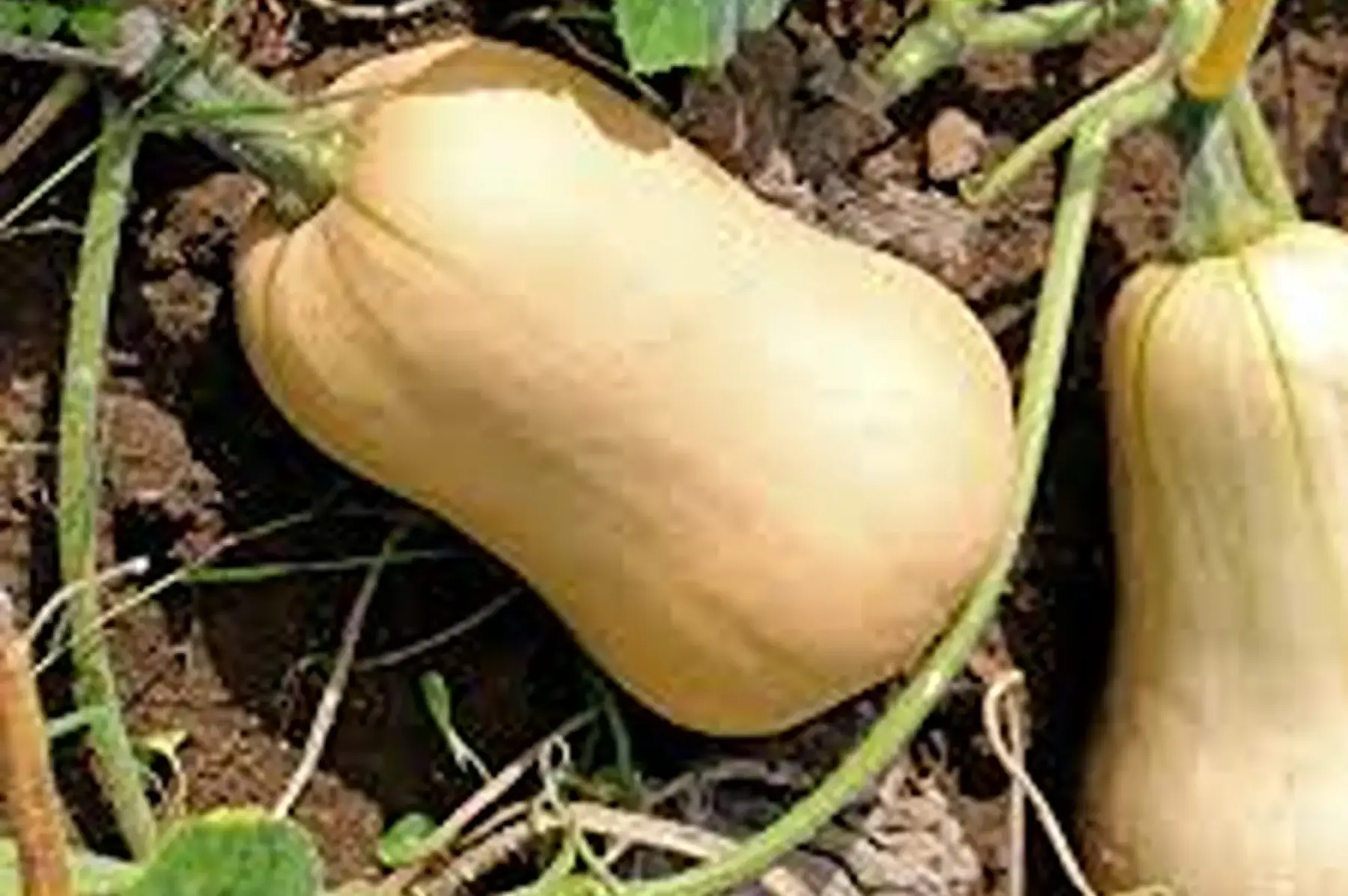 Butternut Gros