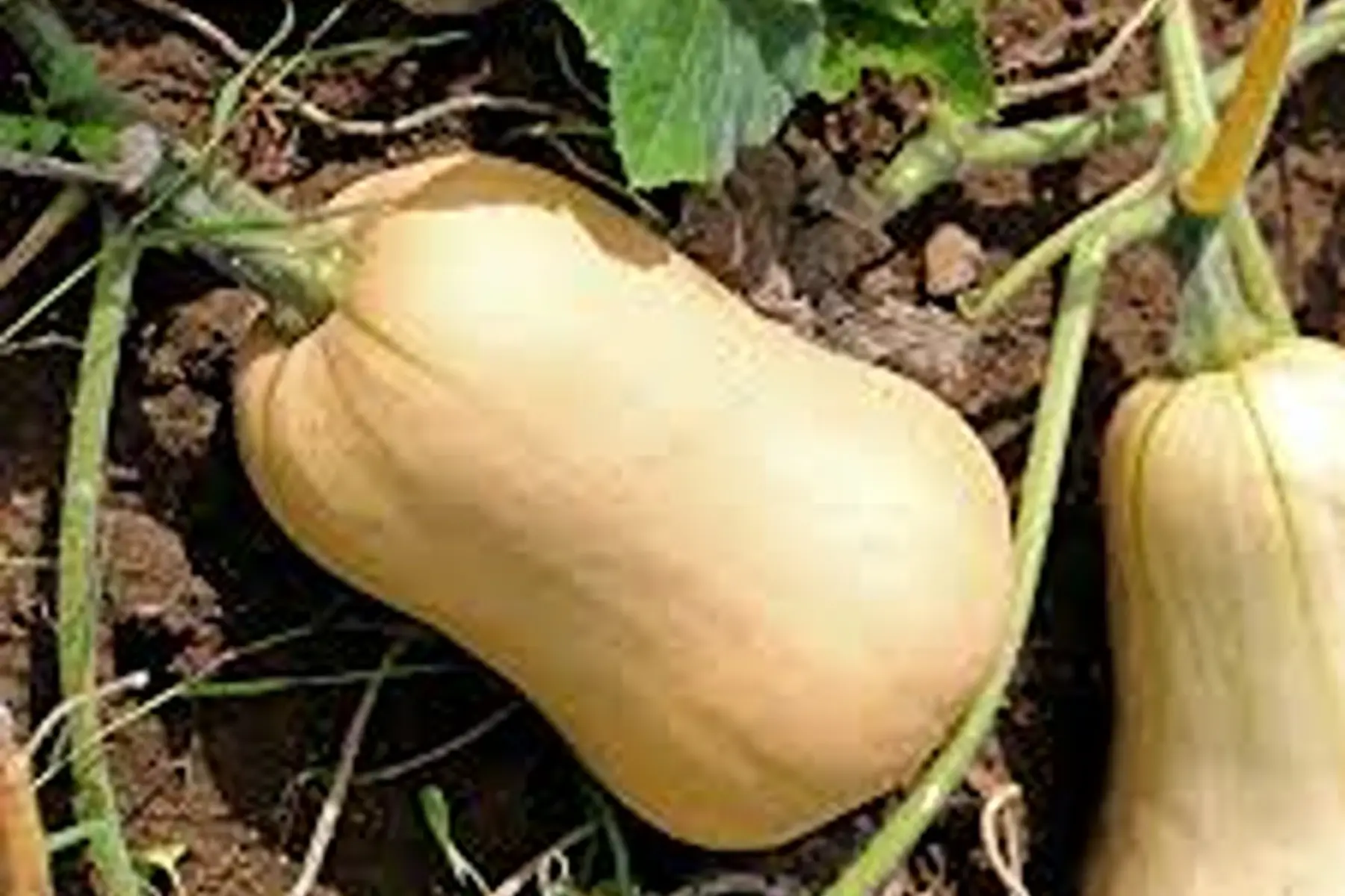 Butternut Moyen