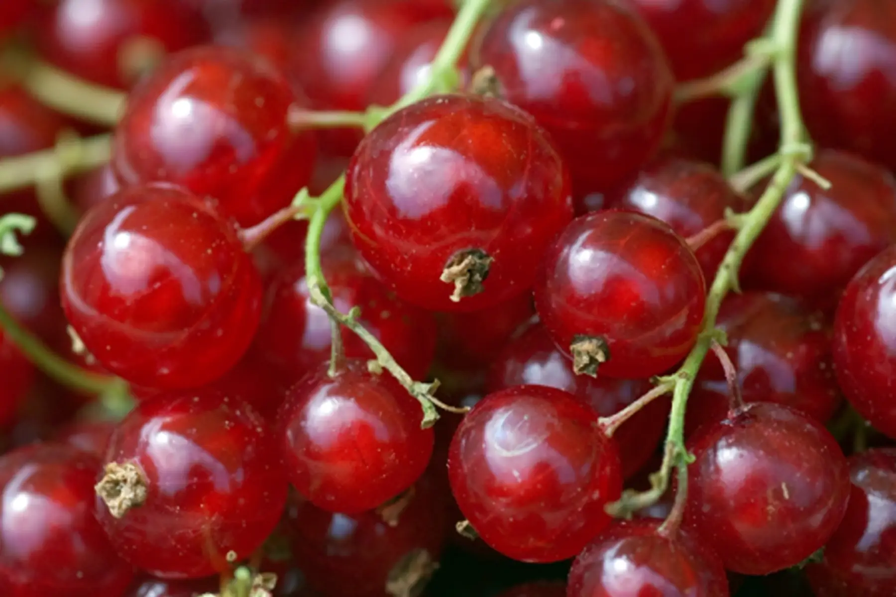 Groseilles (barq250g)