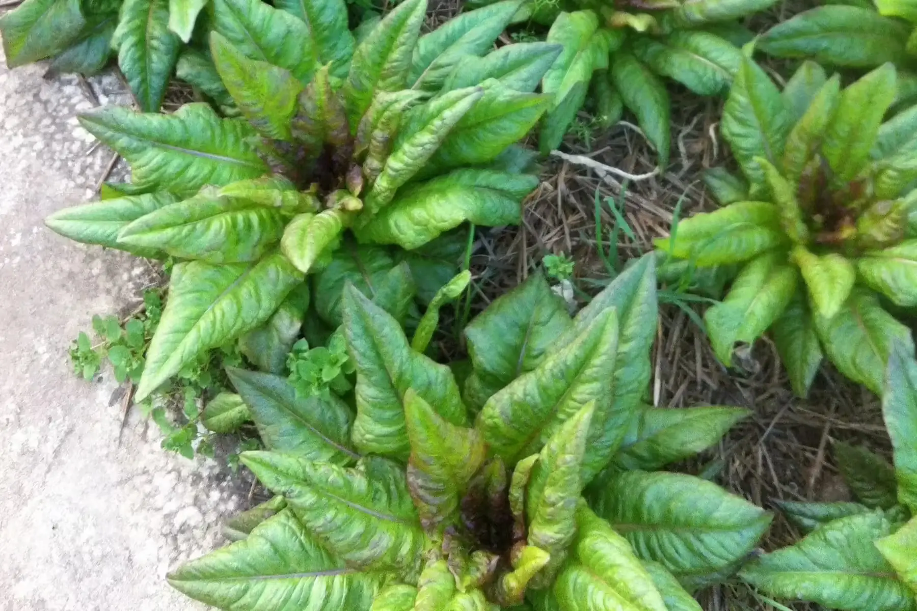 laitue "oreille du diable"