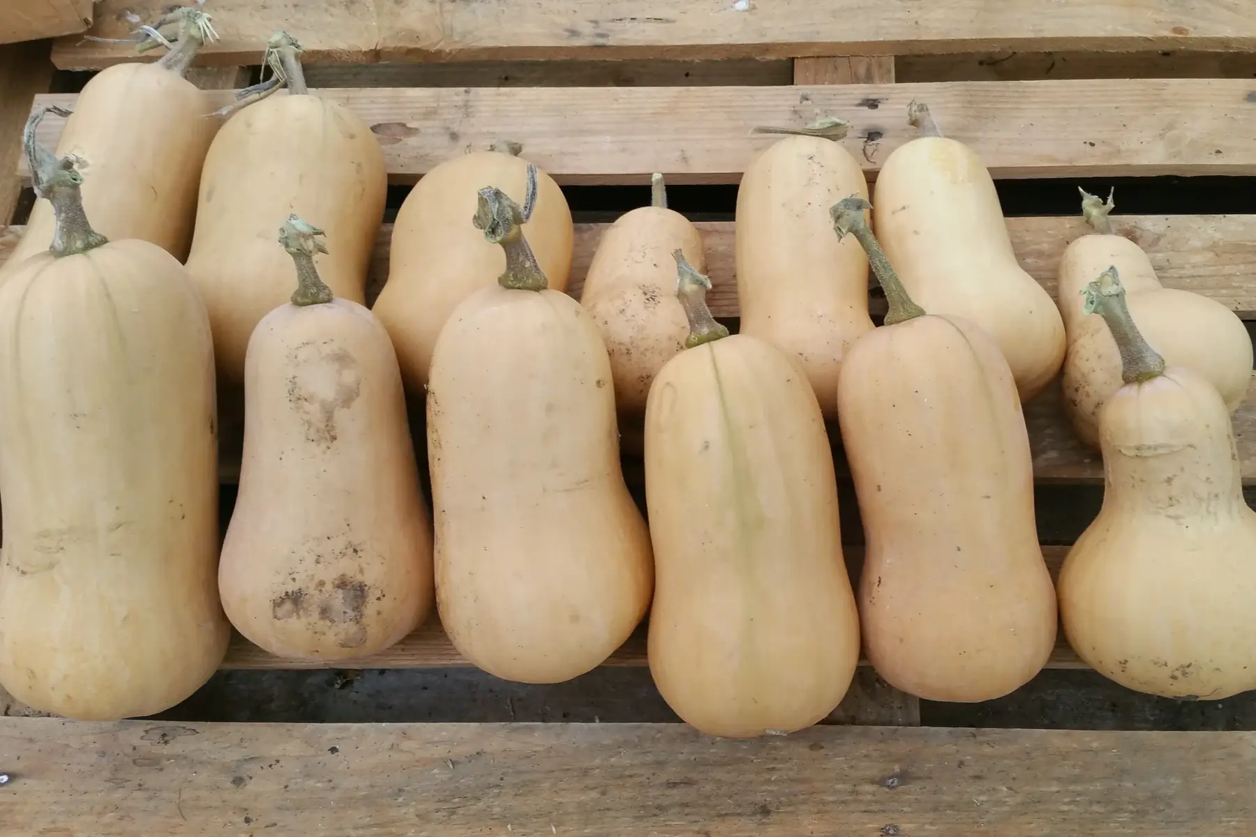 courge butternut