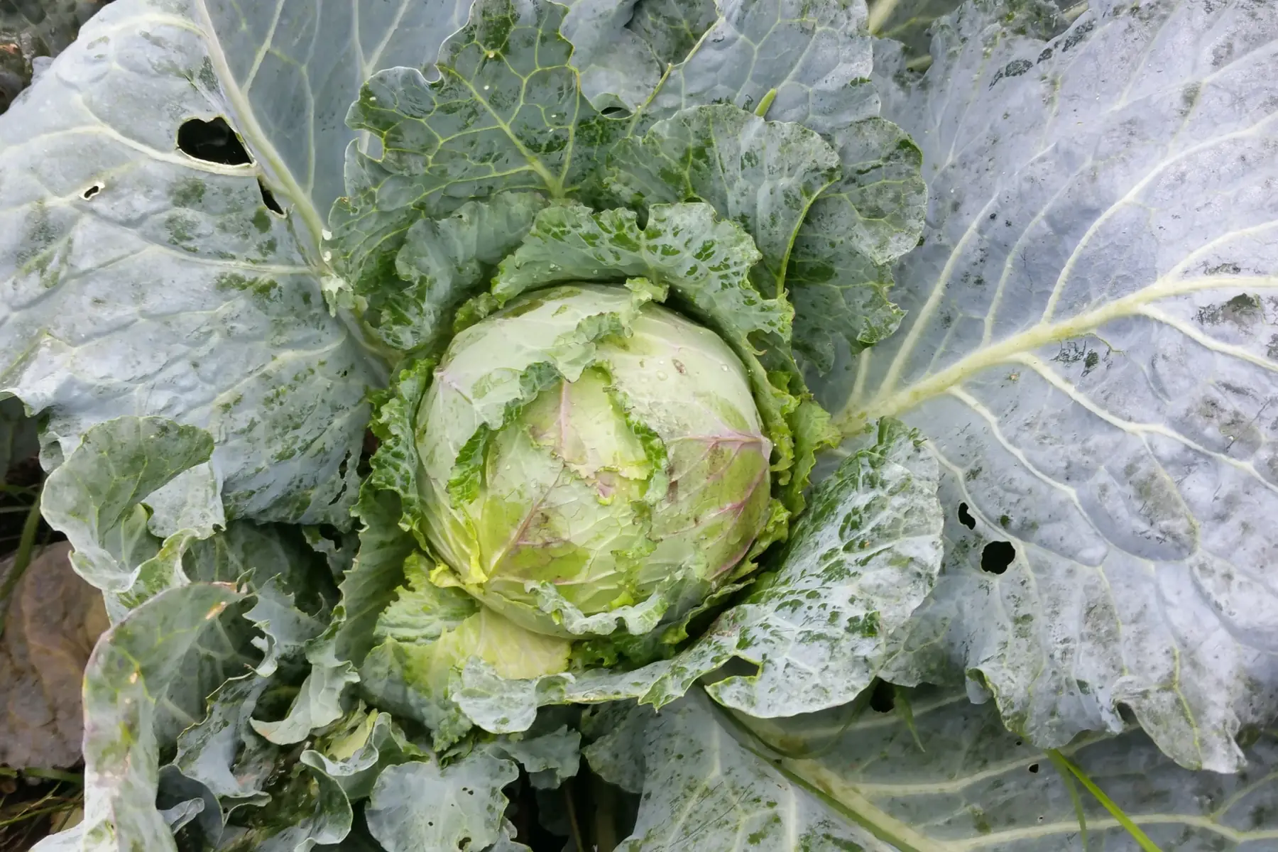 chou frisé de milan