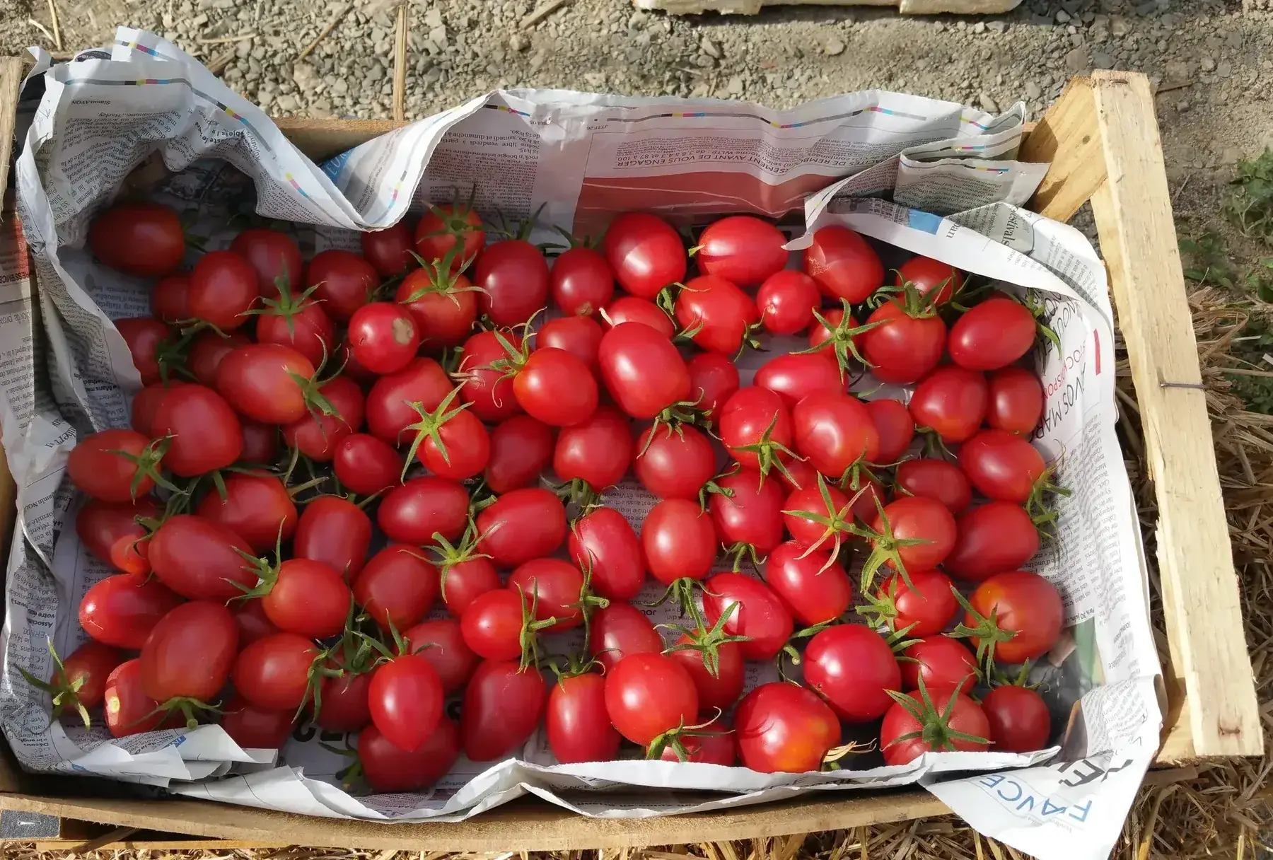 colis tomates déclassées