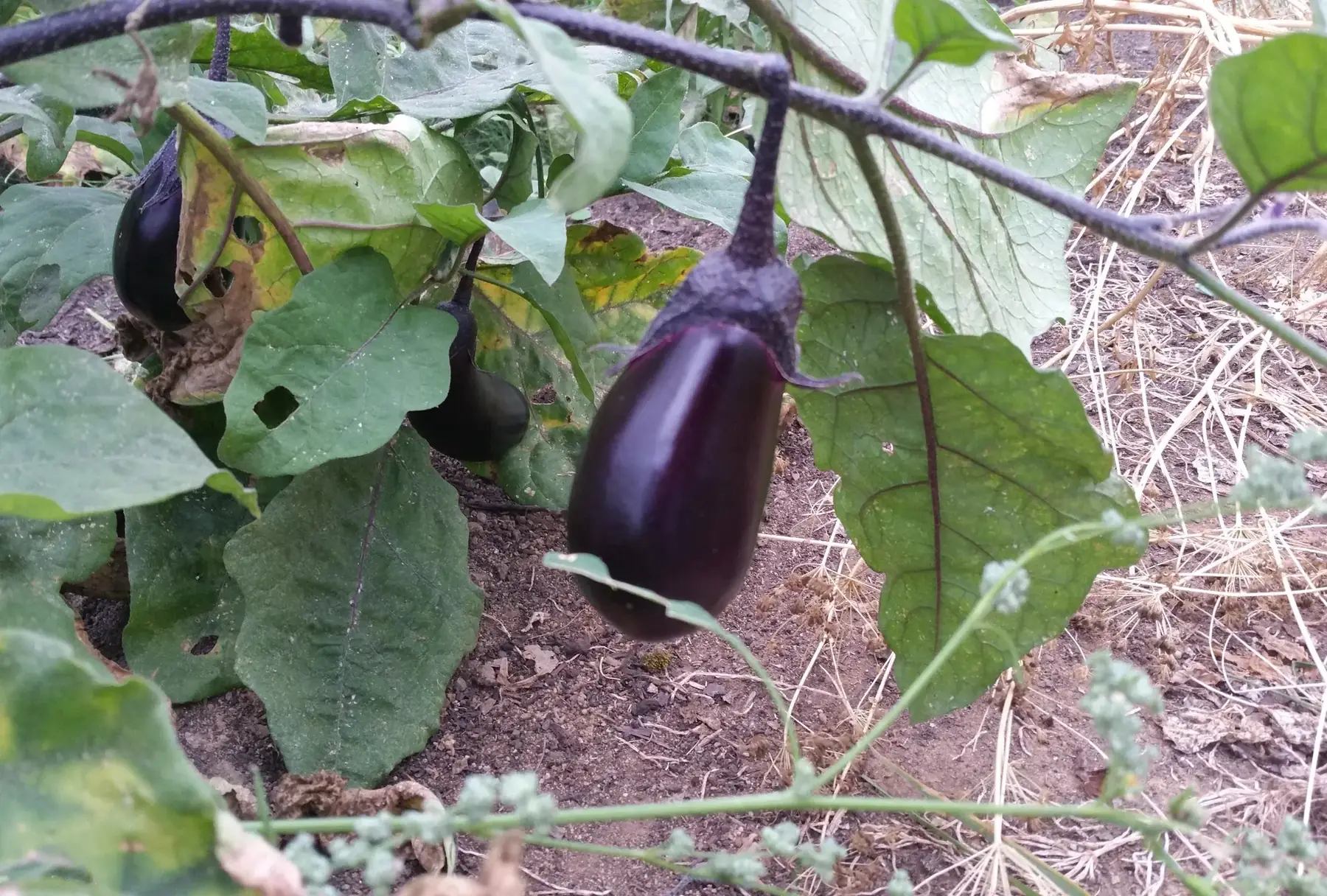 aubergine
