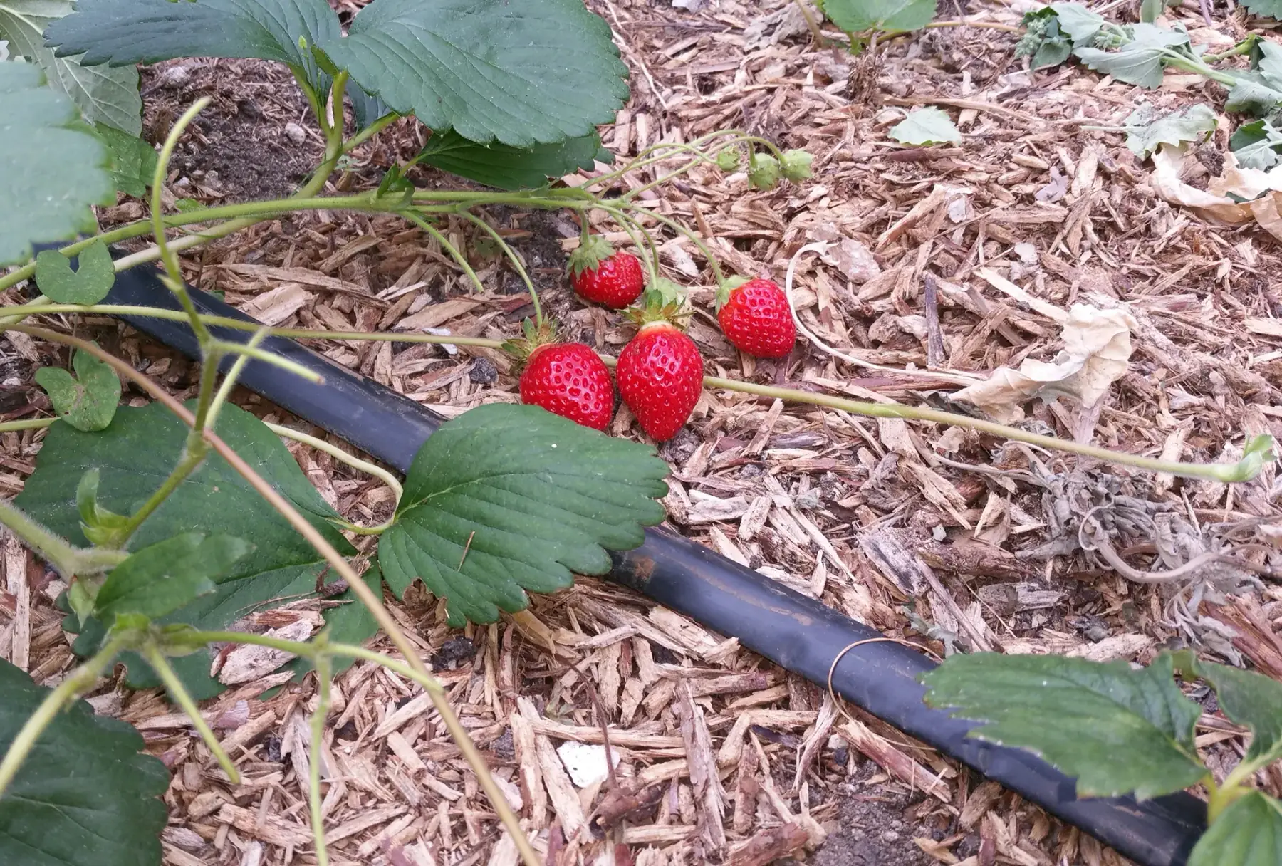 barquette de fraises 250g