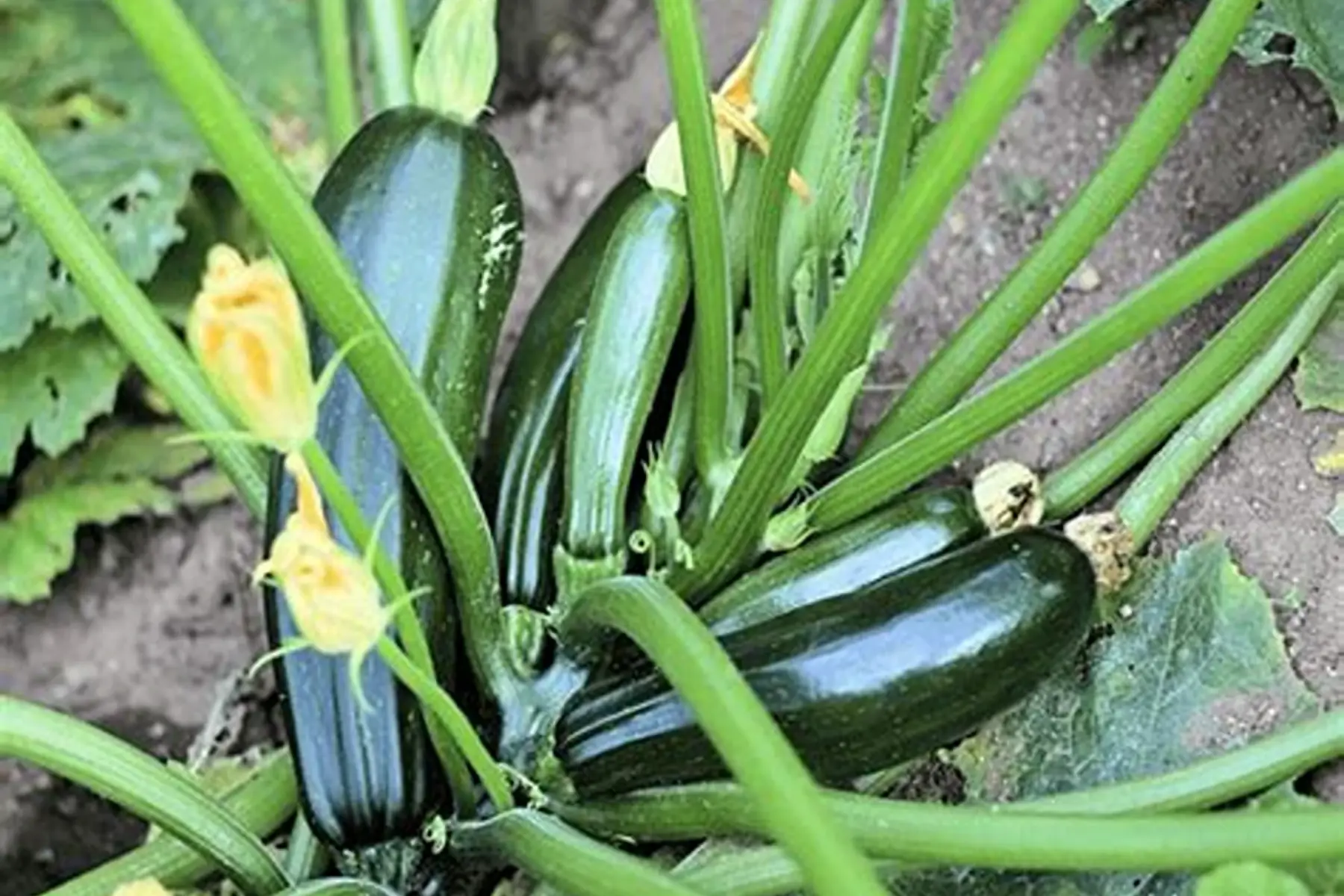 courgette
