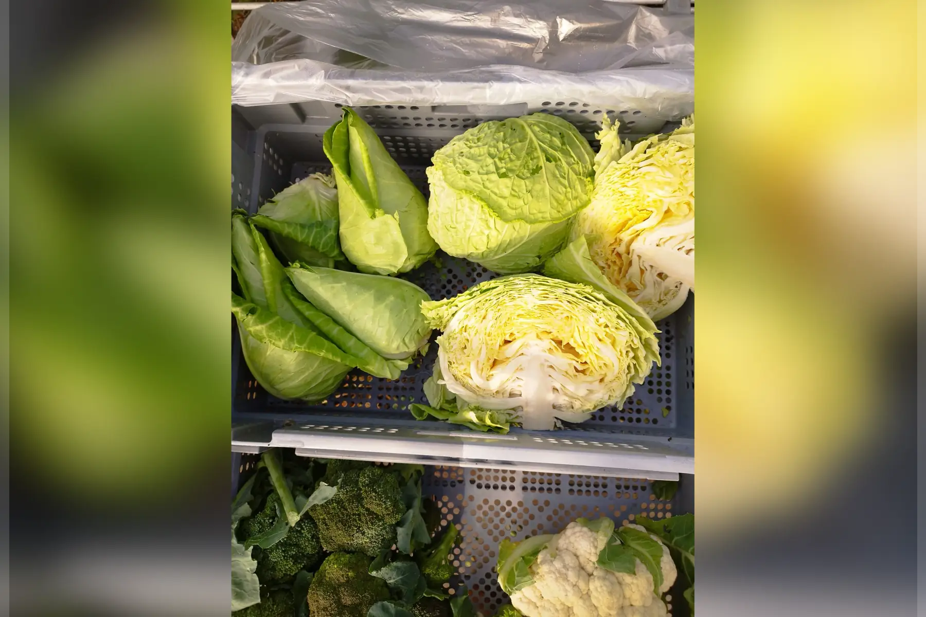 choux cabus ou choux de milan