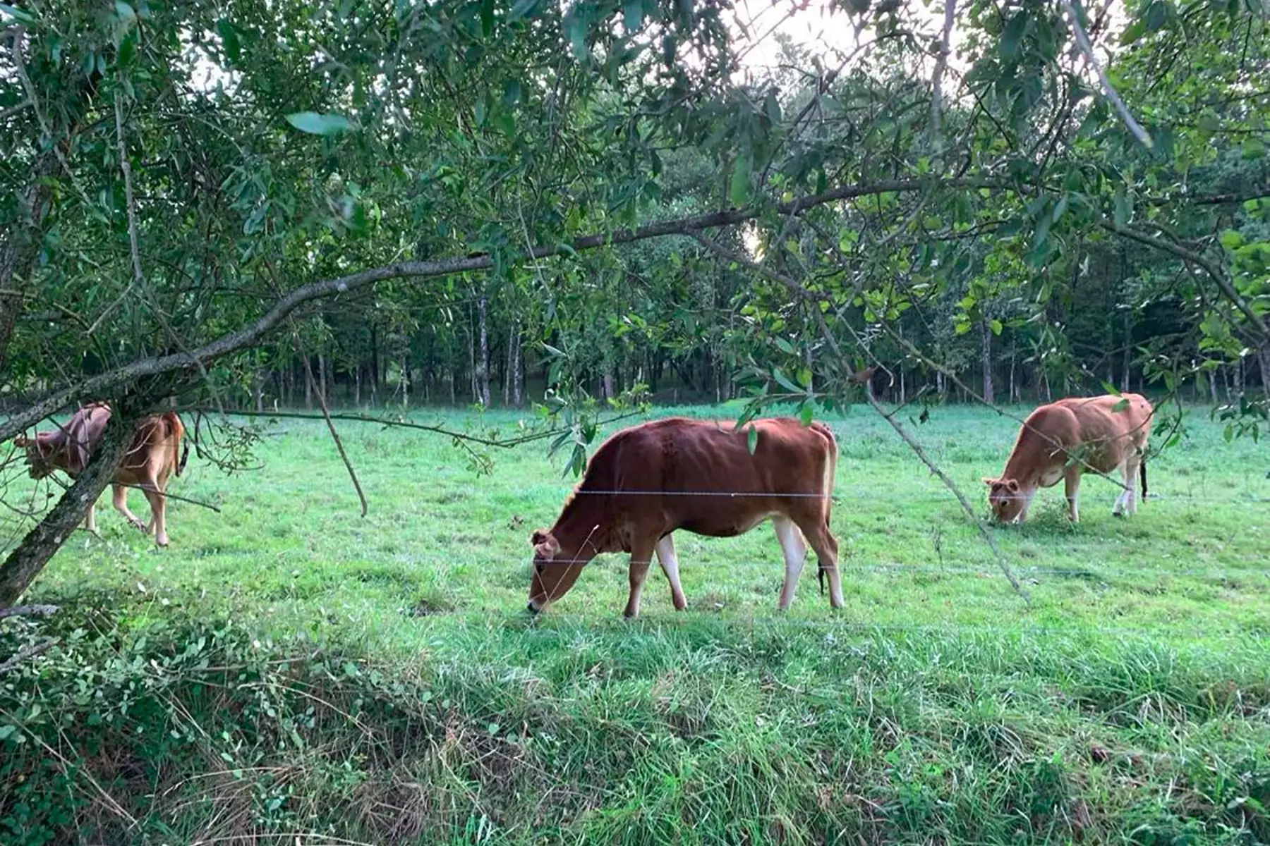 La Ferme des Maziers