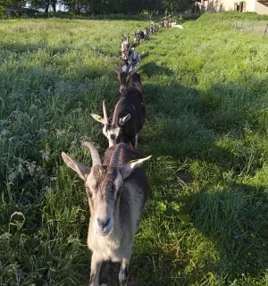 La Ferme des Maziers