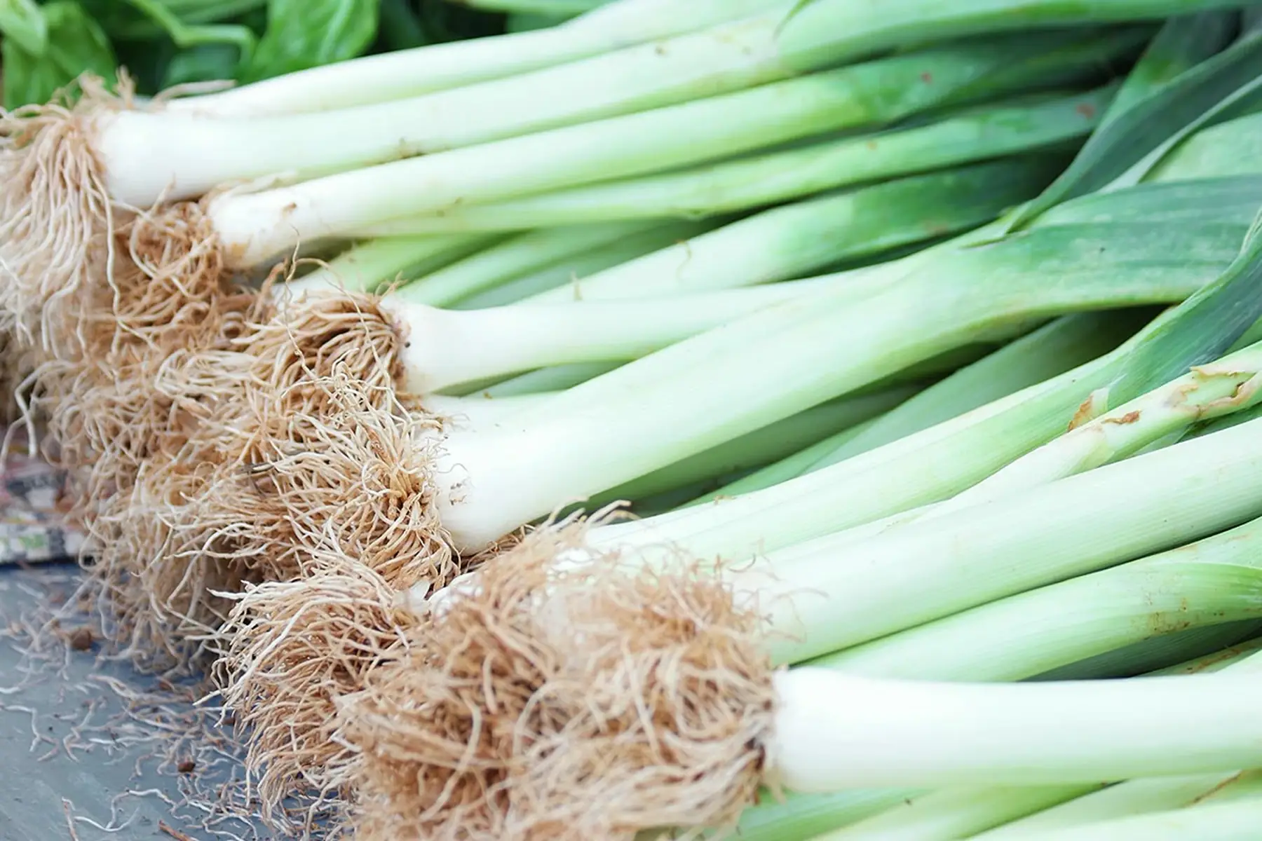 le champ a contre vent