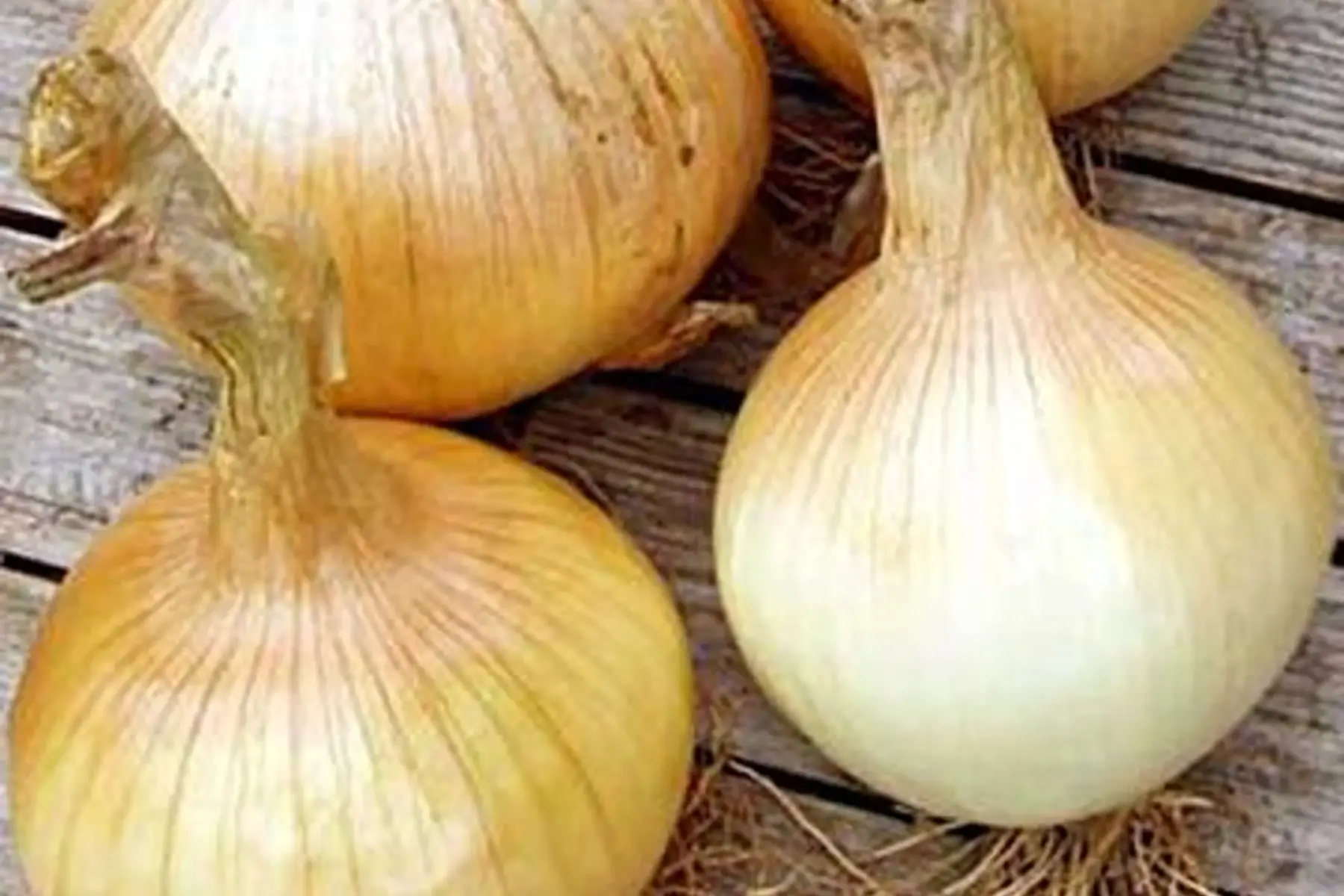 oignon sec jaune