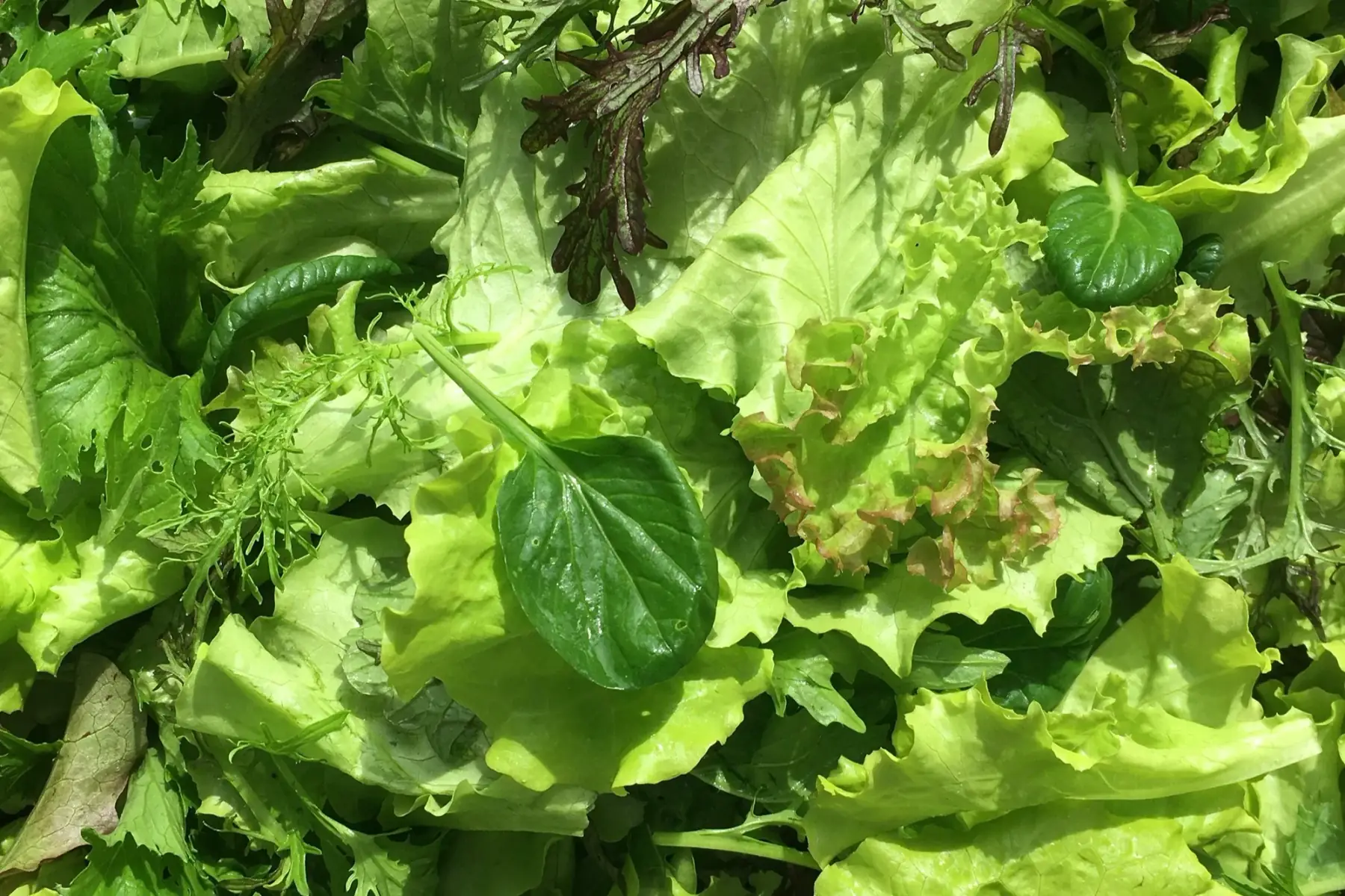 mesclun