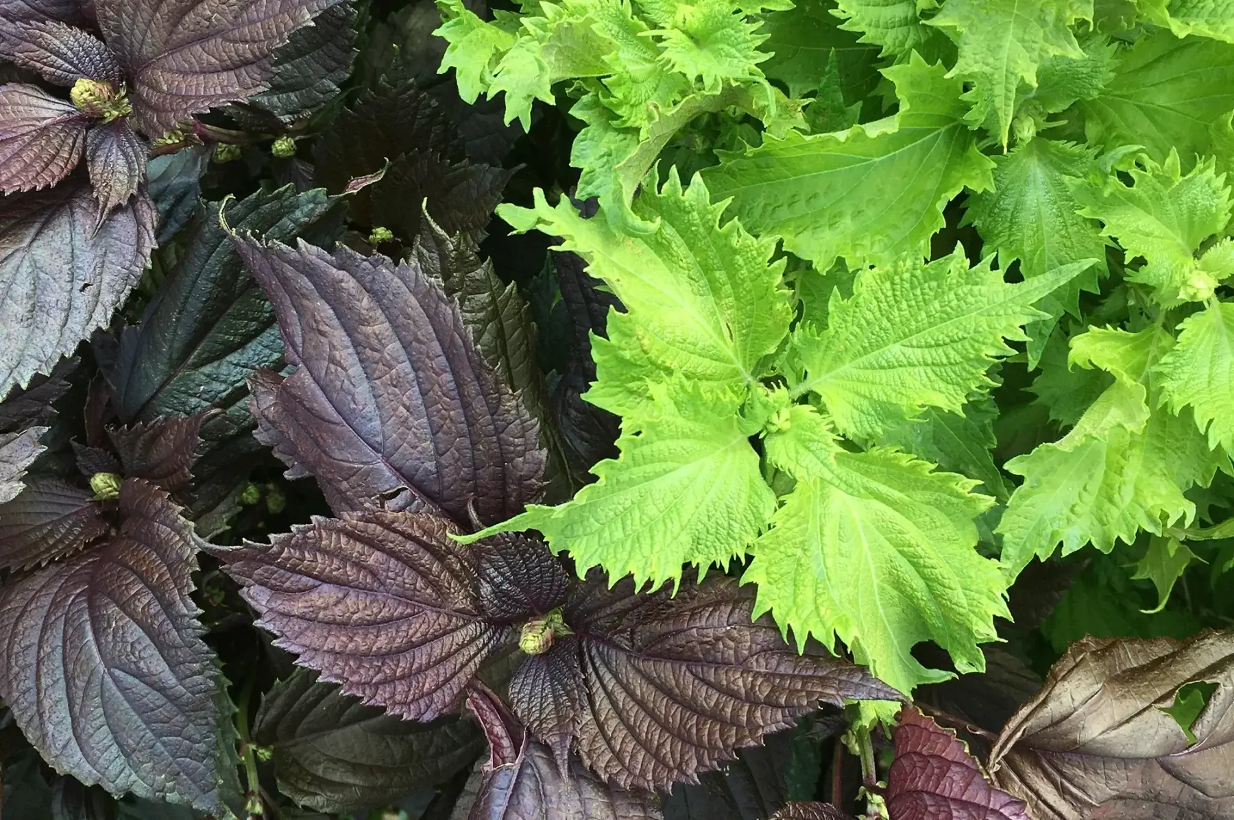 shiso vert/pourpre