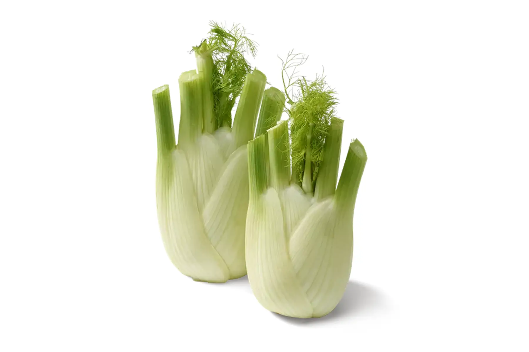 fenouil