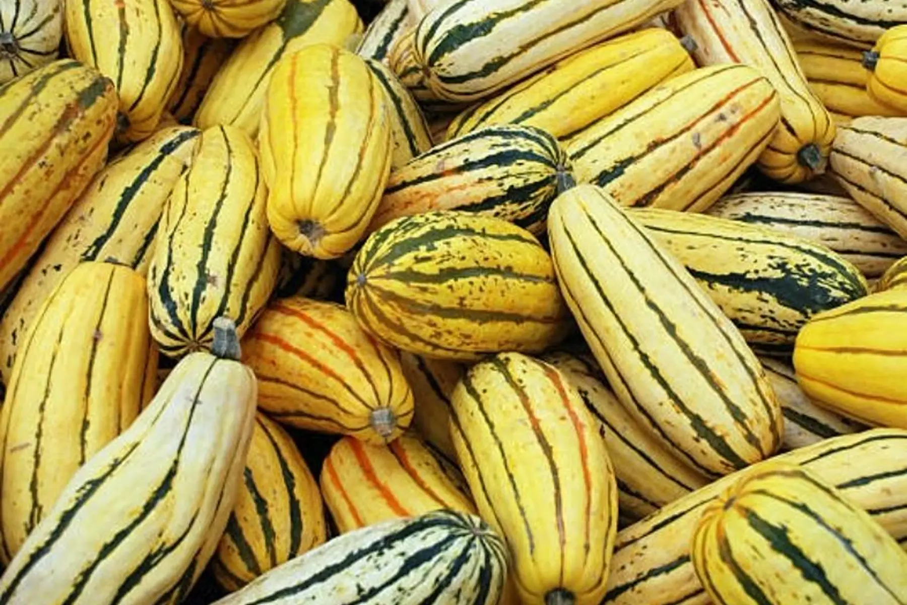 Courge delicata