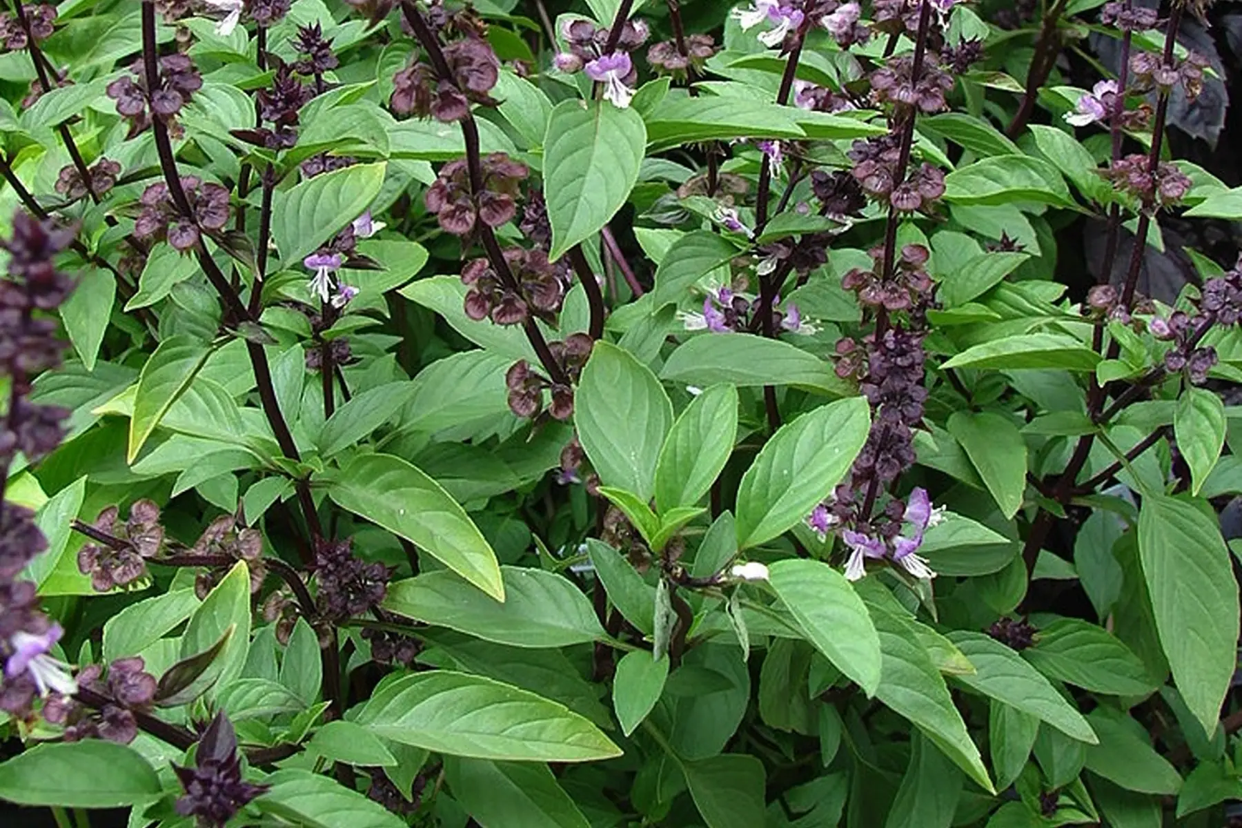 basilic thaï bouquet