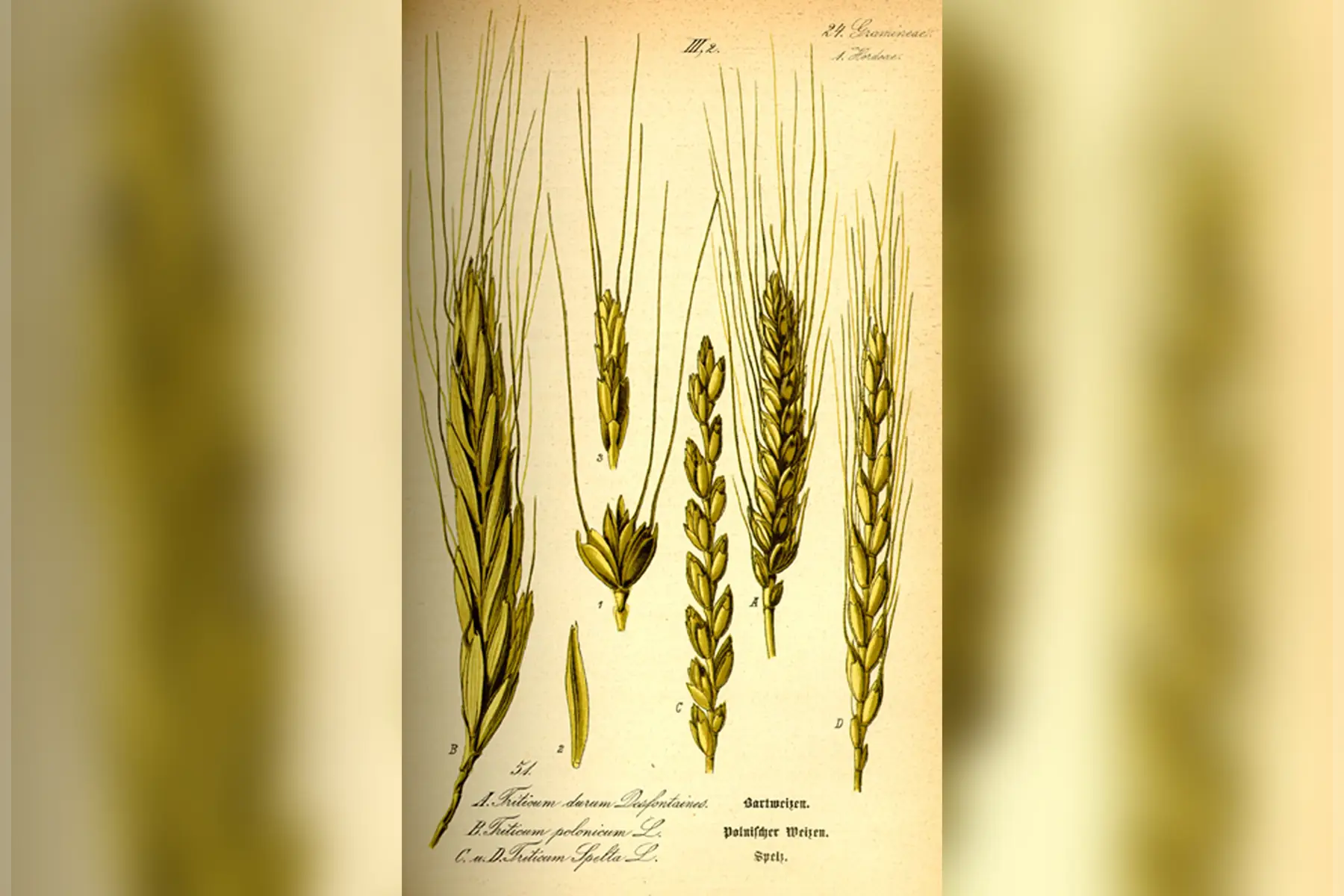 farine de grand Epeautre