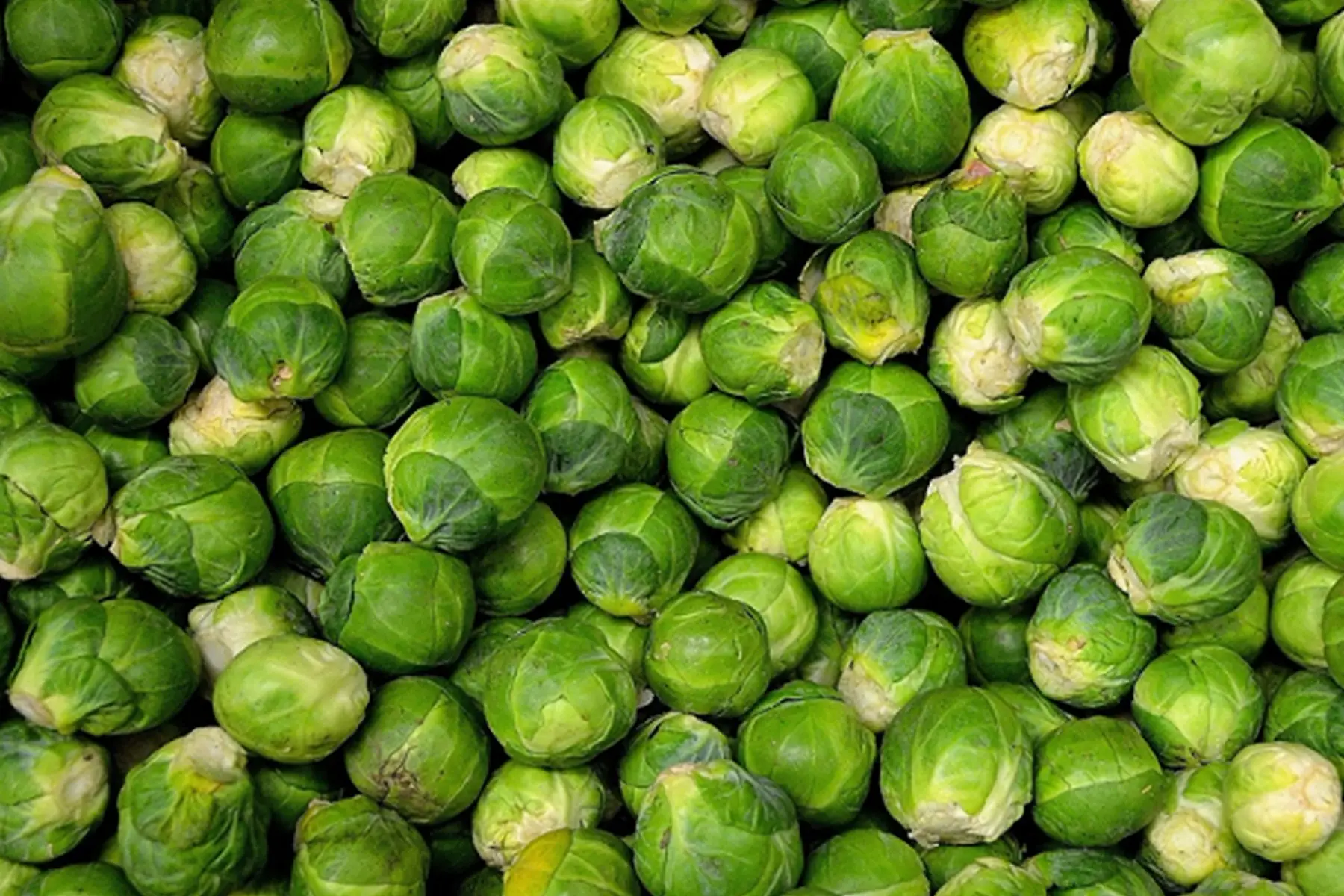 chou bruxelle