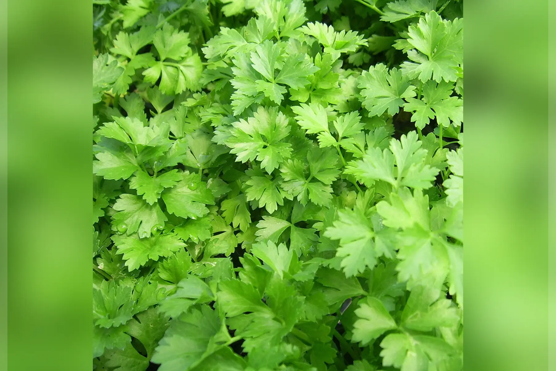 Persil plat bouquet