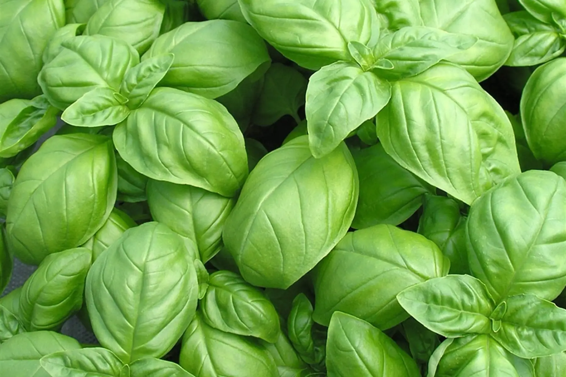 basilic vert bouquet