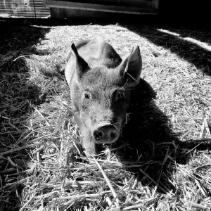 La ferme de Pouticayre